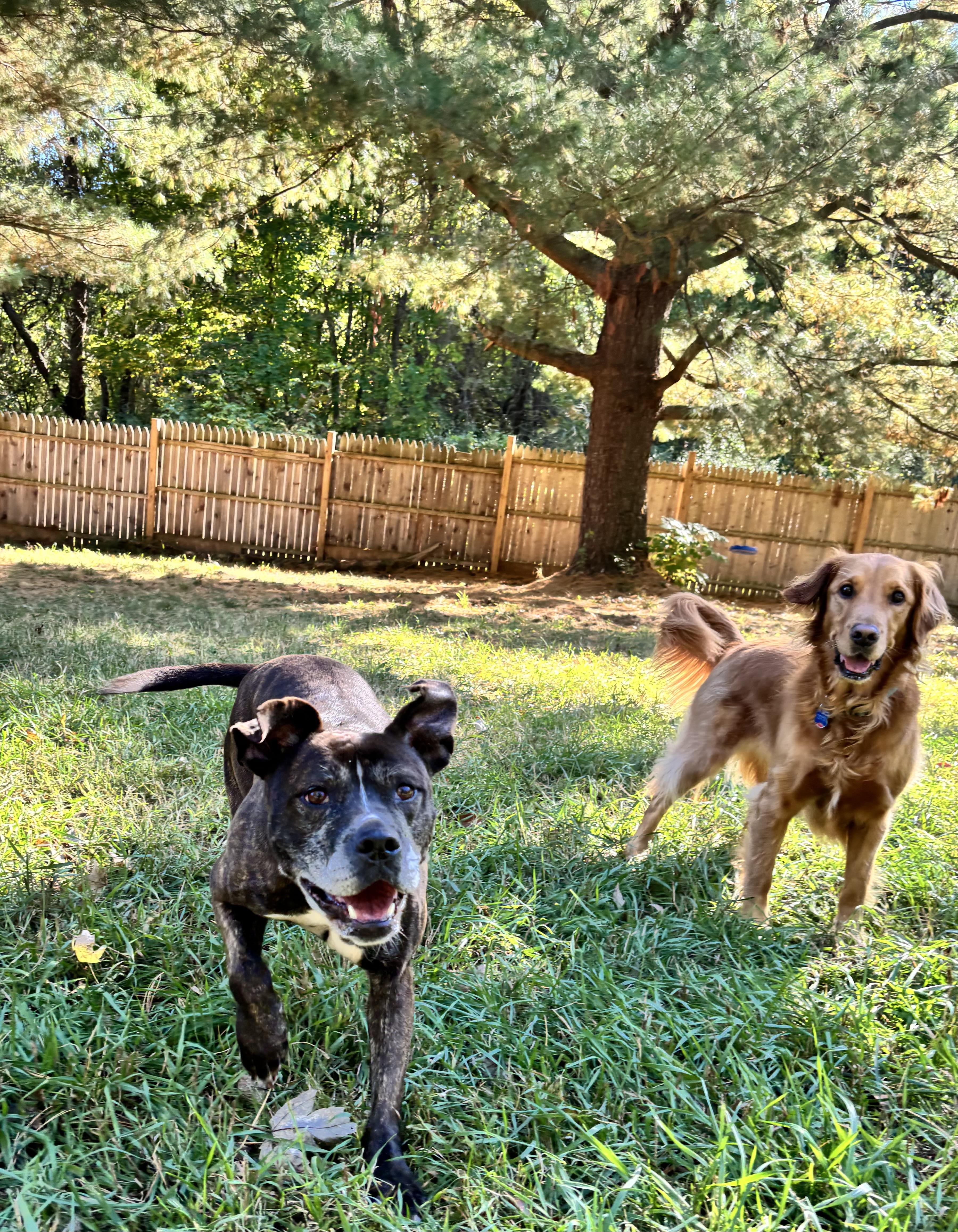 Bama, a Adoptable mixed breed in Ortonville, MI image 3/5