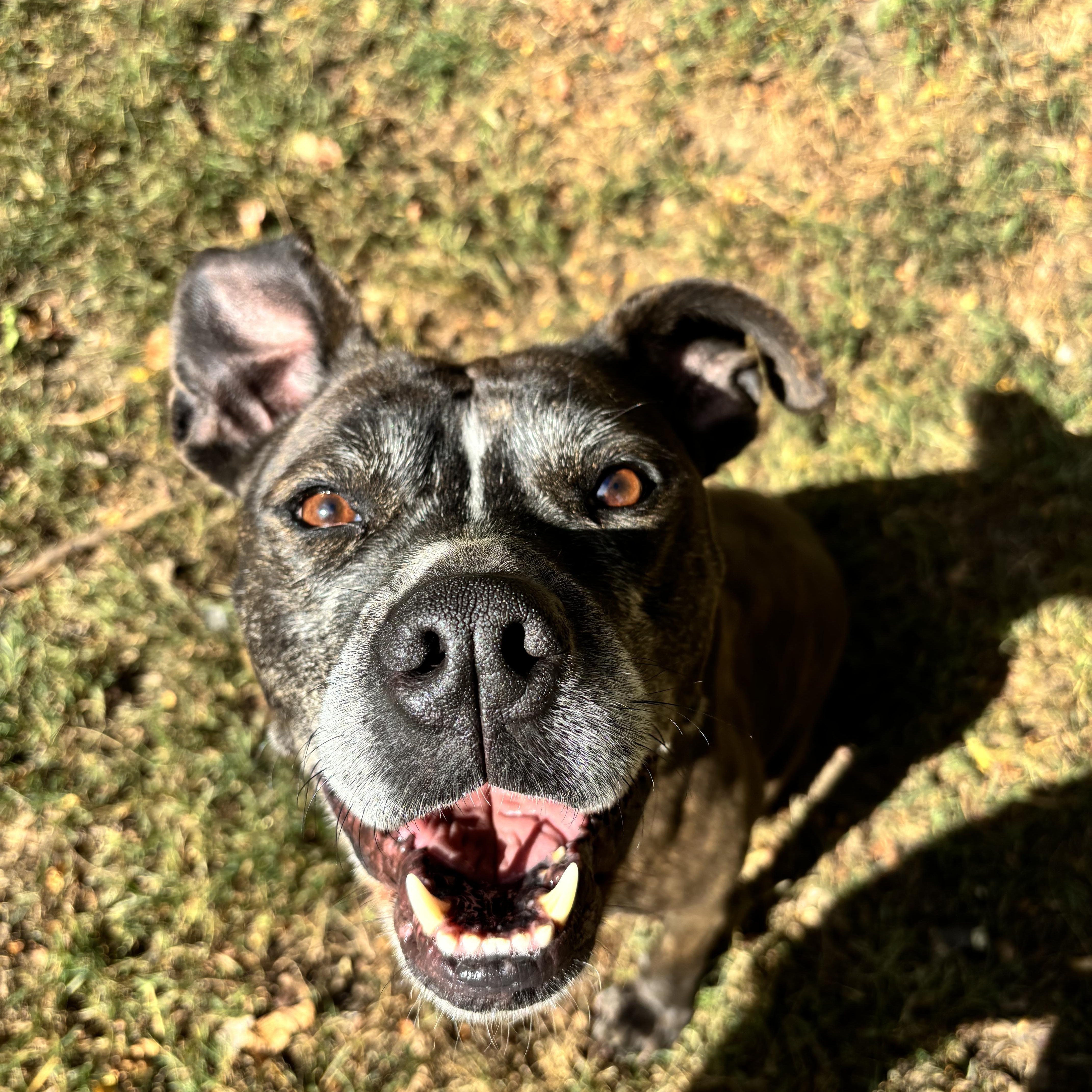 Bama, a Adoptable mixed breed in Ortonville, MI image 4/5