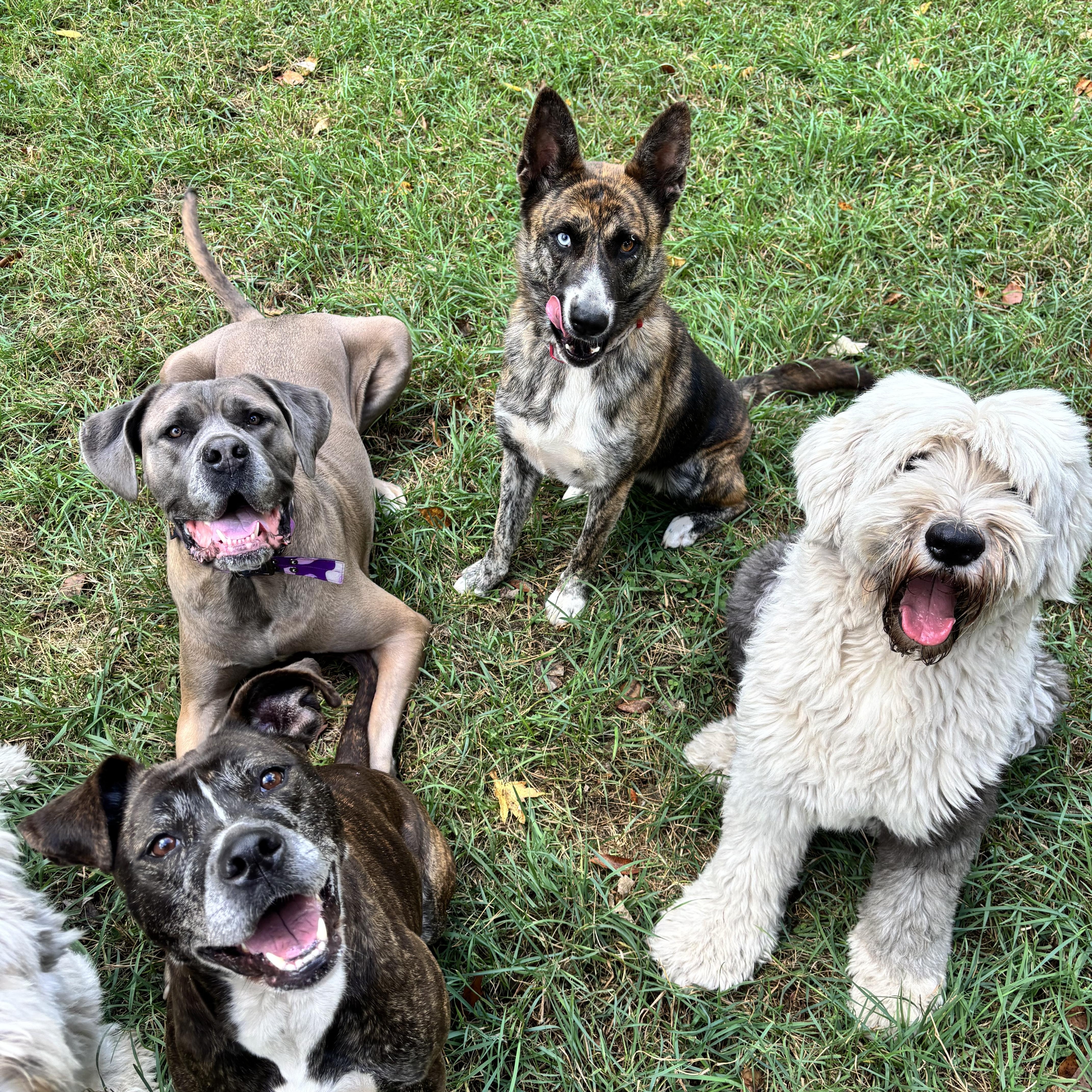 Bama, a Adoptable mixed breed in Ortonville, MI image 5/5