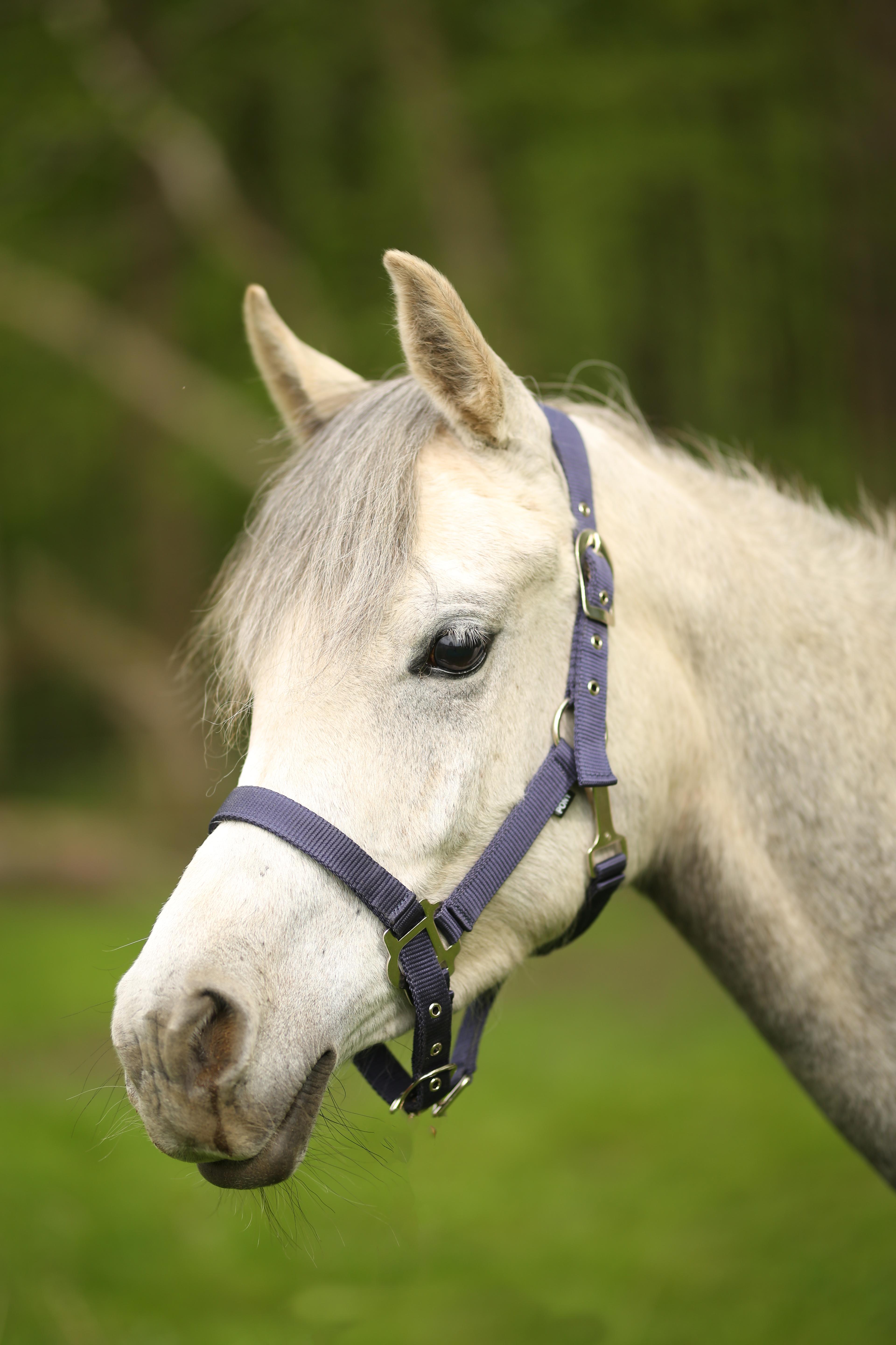 Luna, a ADOPTABLE Arabian in Wadsworth, OH image 2/3