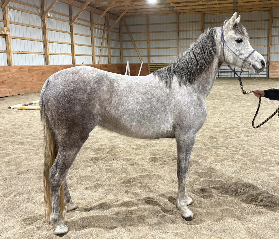 Enlarge Luna, a ADOPTABLE Arabian in Wadsworth, OH image 1/2