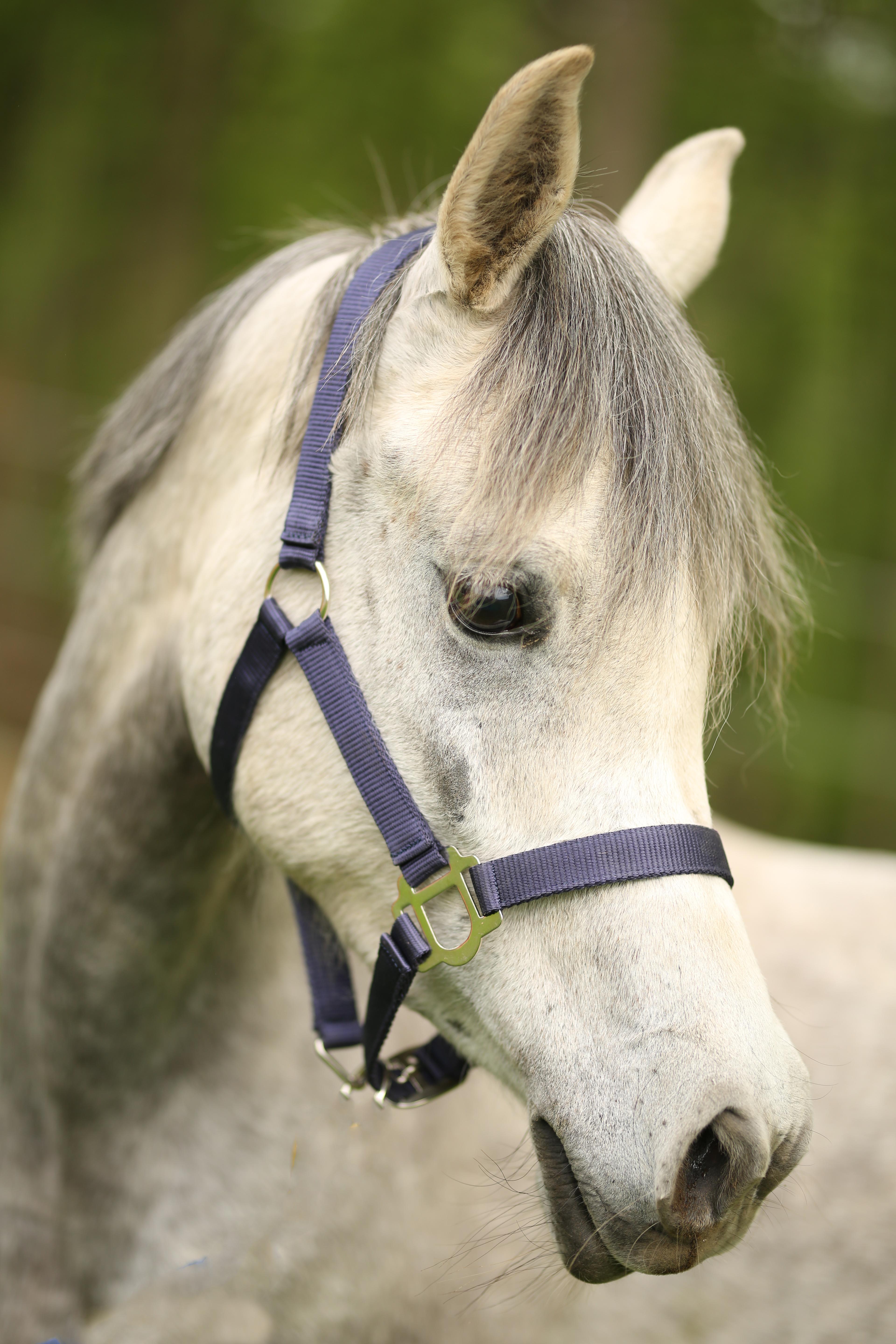 Luna, ADOPTABLE, Young Female Arabian.