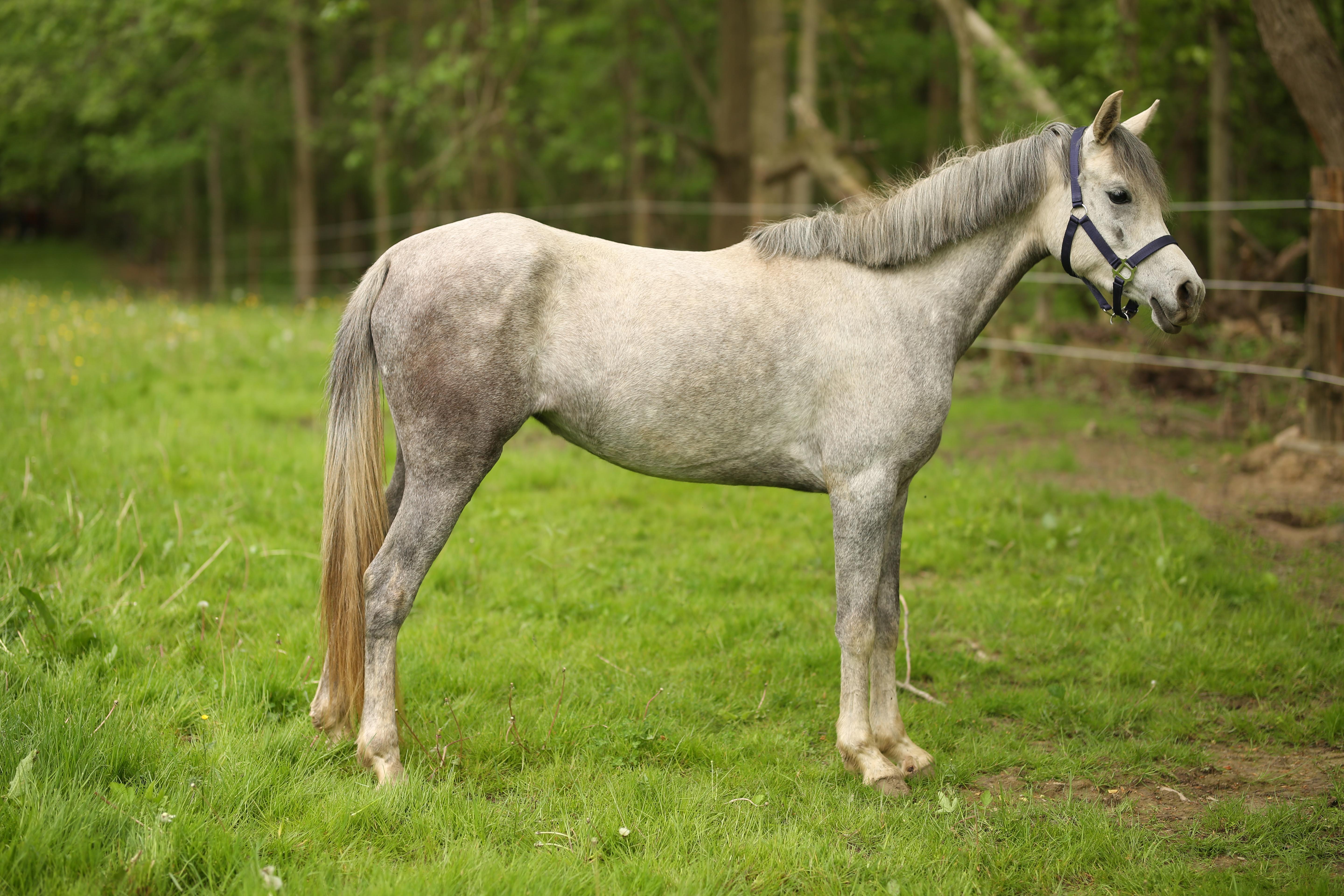 Luna, a ADOPTABLE Arabian in Wadsworth, OH image 3/3