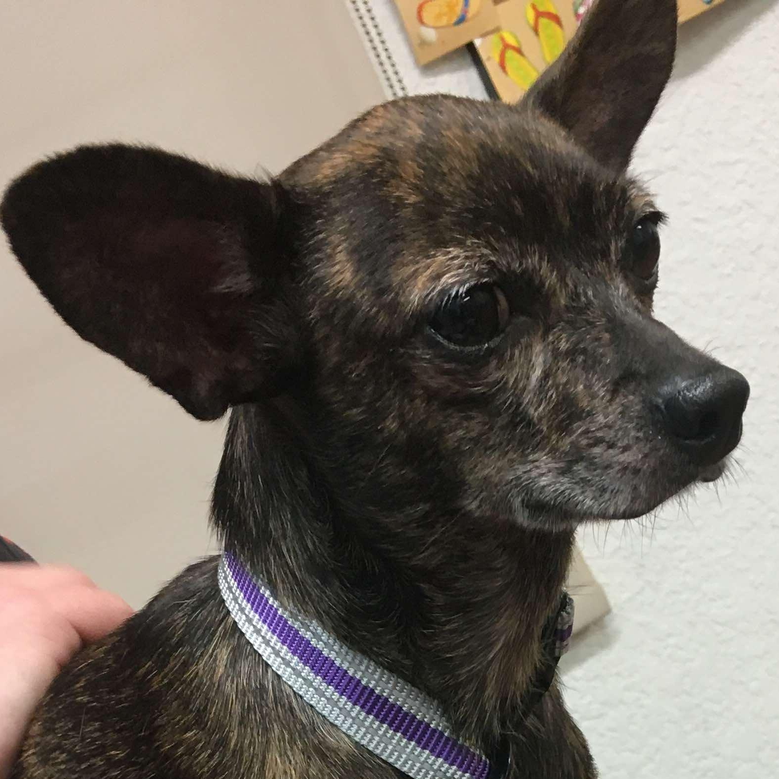 Taffy, Adult Female Chihuahua