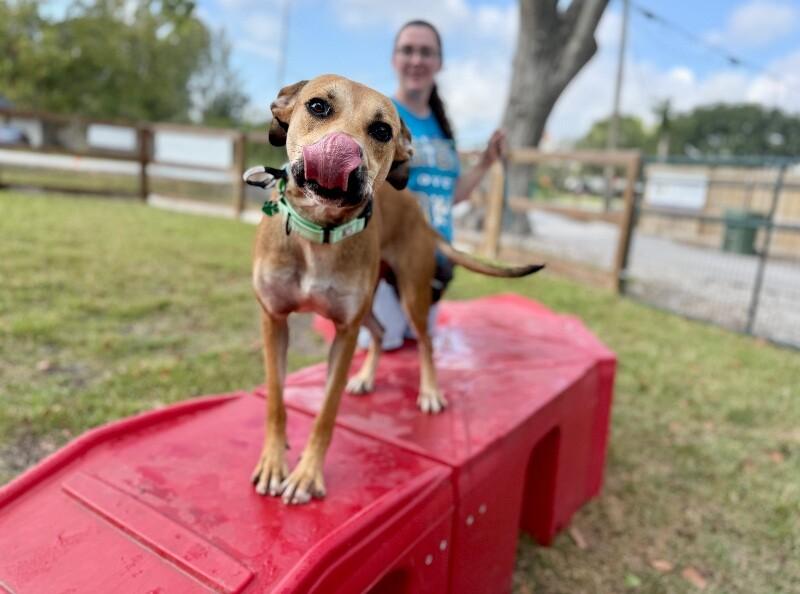 Rye Sweet as Pie Loves Everyone