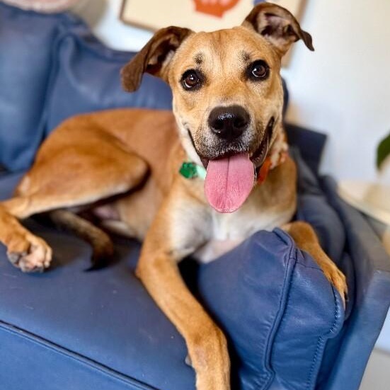 Rye Sweet as Pie Loves Everyone — thumbnail 3