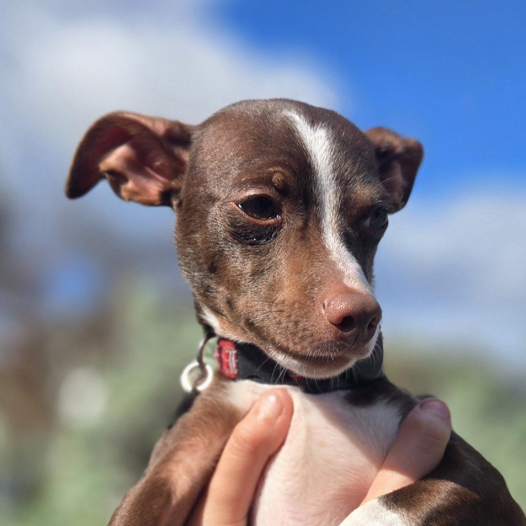 Enlarge Bear, a Adoptable mixed breed in Sonoma, CA image 1/5