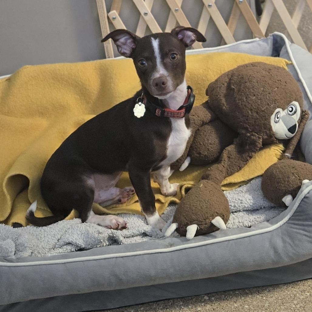 Bear, Adoptable, Young Male Chihuahua & Terrier.