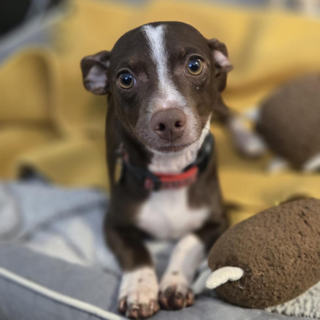 Bear, a Adoptable mixed breed in Sonoma, CA image 2/5