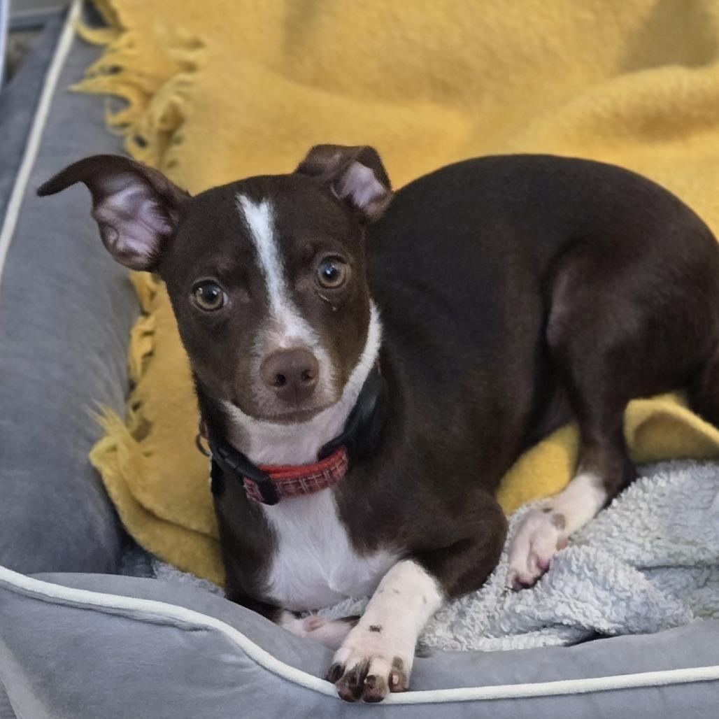 Bear, a Adoptable mixed breed in Sonoma, CA image 3/5