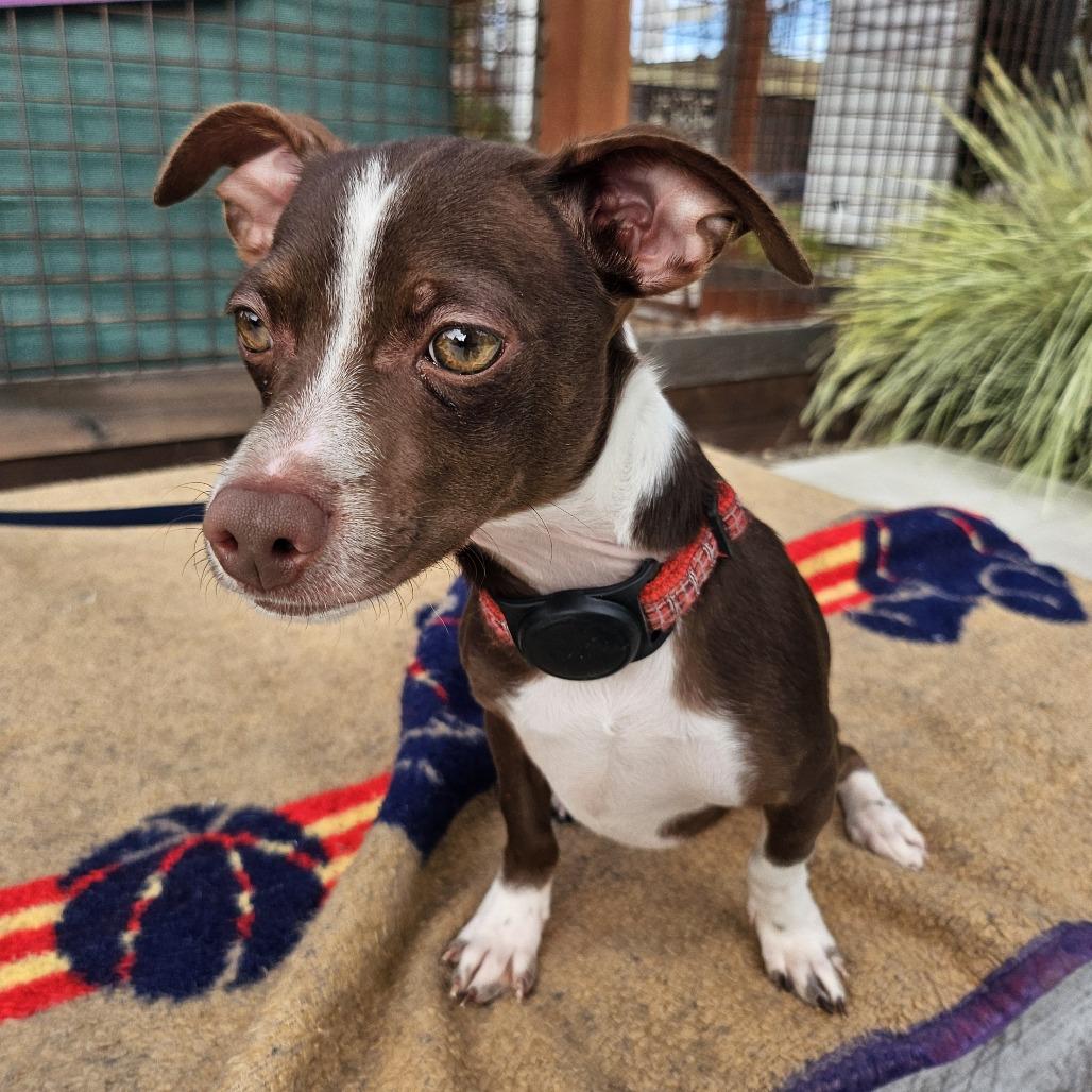 Bear, a Adoptable mixed breed in Sonoma, CA image 4/5