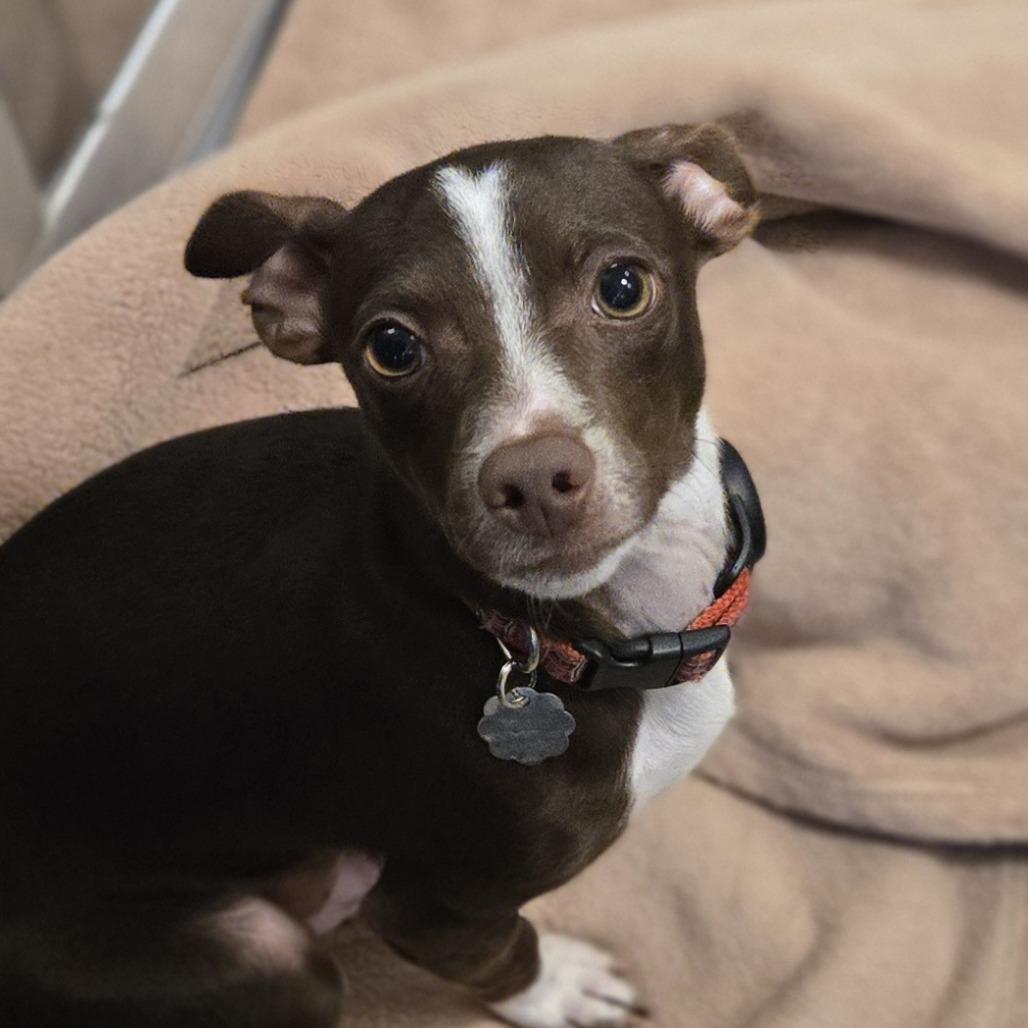 Bear, a Adoptable mixed breed in Sonoma, CA image 5/5