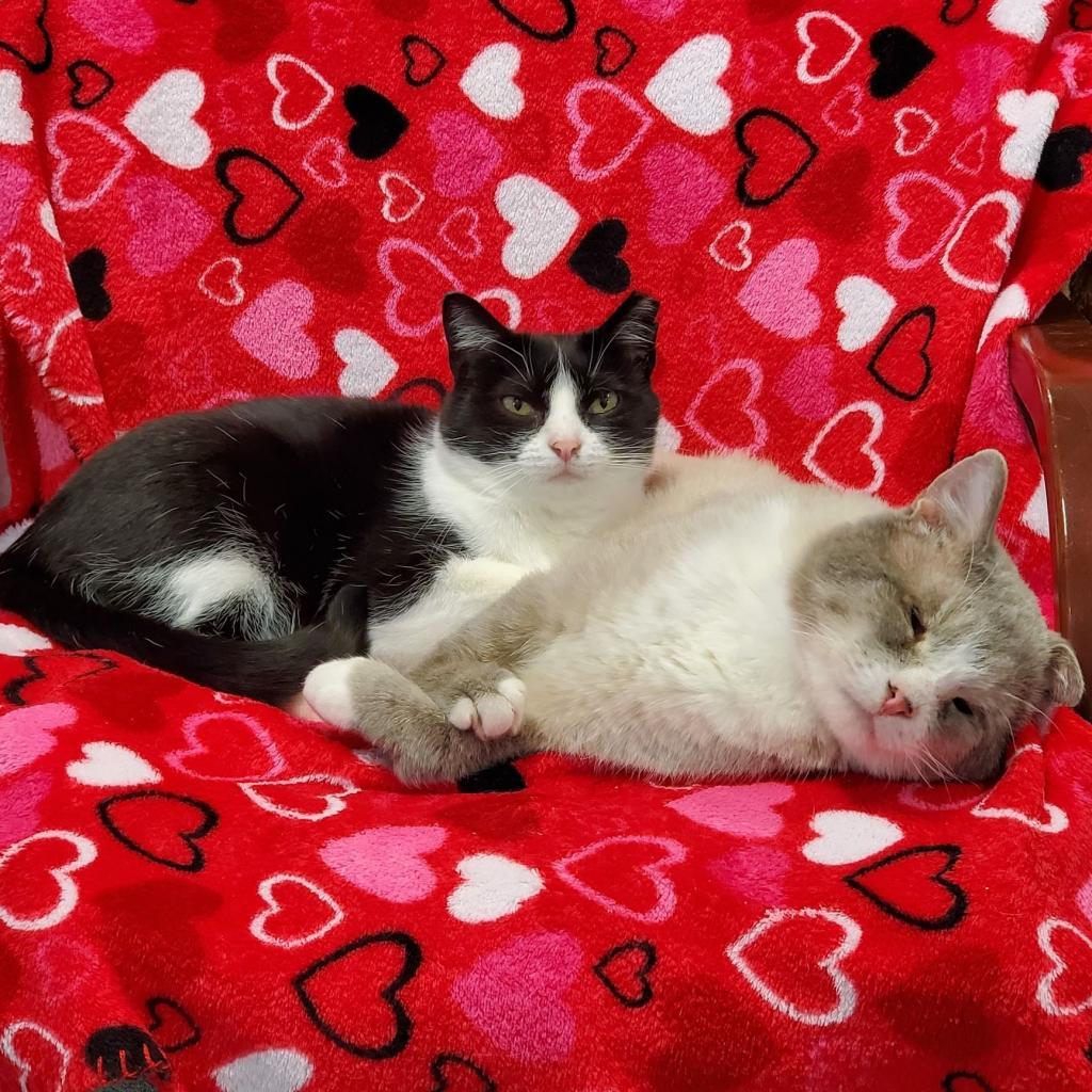 Molman, Adoptable, Senior Male Domestic Short Hair.