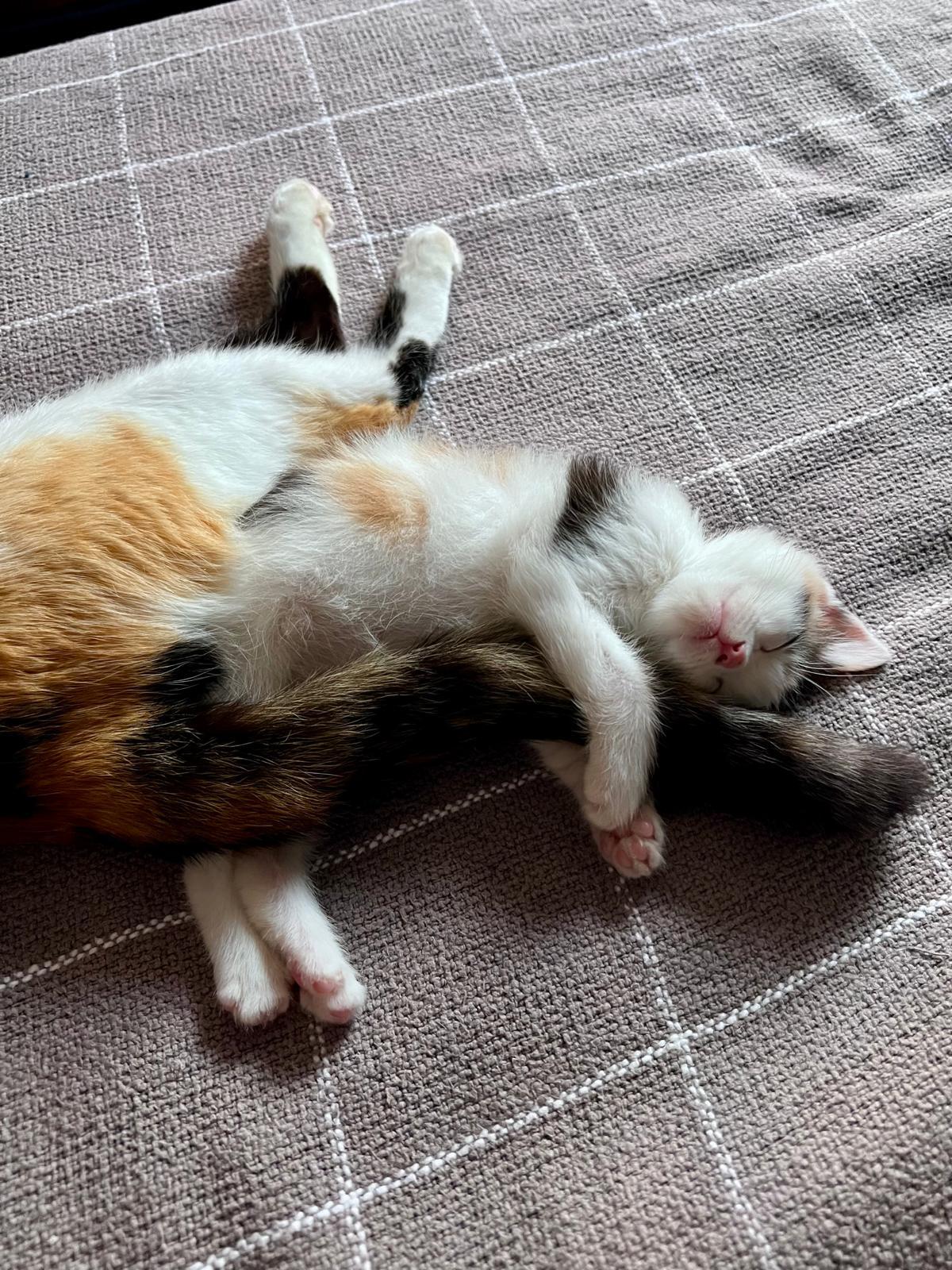 Enlarge Anchovy (bonded w/ Mackerel), a Adoptable Calico in Atlanta, GA image 4/6