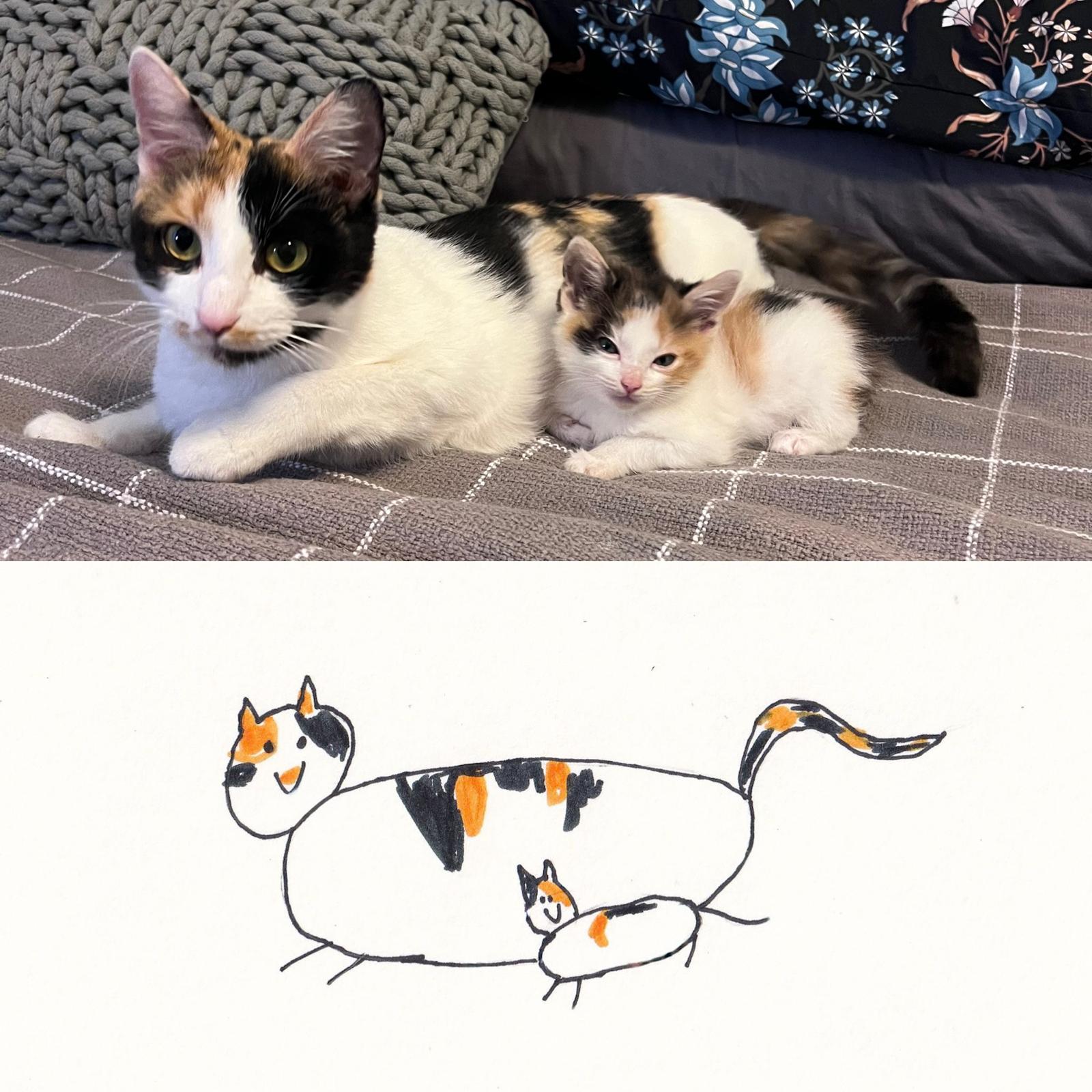 Enlarge Anchovy (bonded w/ Mackerel), a Adoptable Calico in Atlanta, GA image 3/6