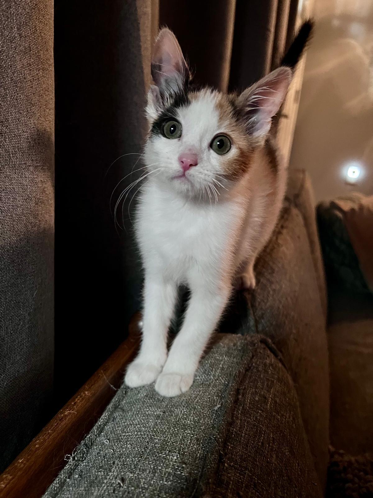 Enlarge Anchovy (bonded w/ Mackerel), a Adoptable Calico in Atlanta, GA image 2/6