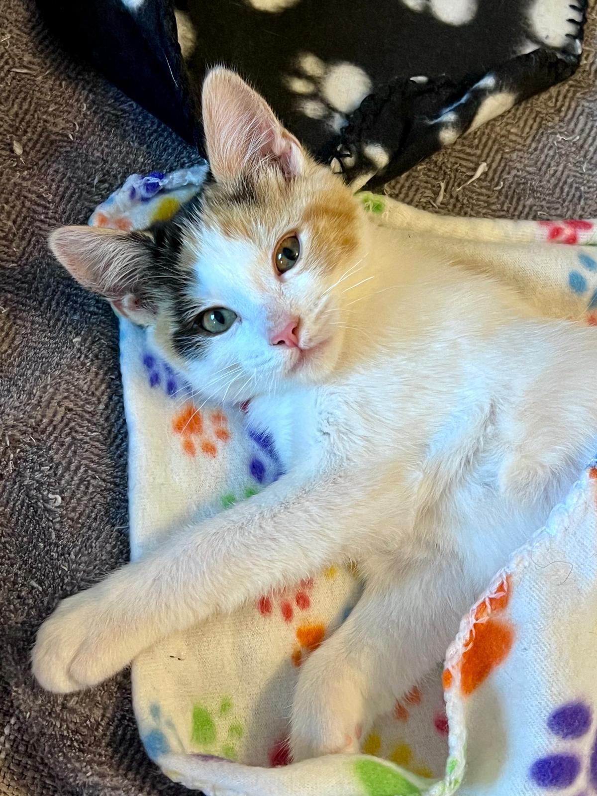 Enlarge Anchovy (bonded w/ Mackerel), a Adoptable Calico in Atlanta, GA image 5/6