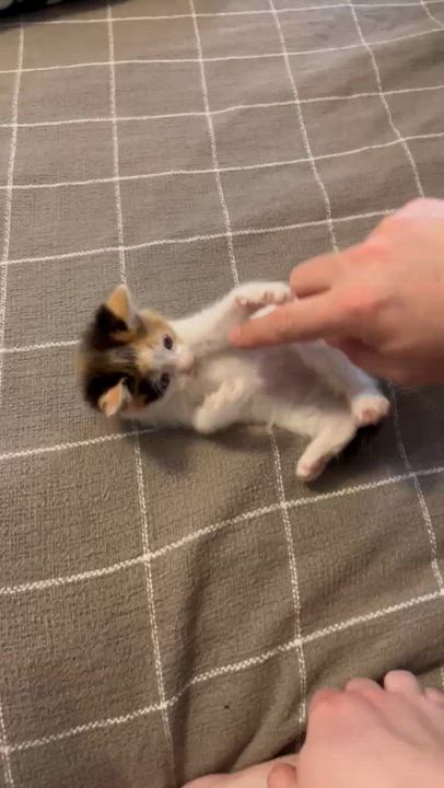 Enlarge Anchovy (bonded w/ Mackerel), a Adoptable Calico in Atlanta, GA video 6/6