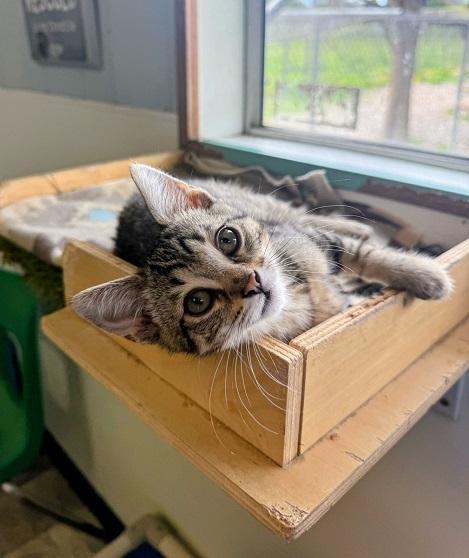 Kitten 27598 (Mary) — thumbnail 2