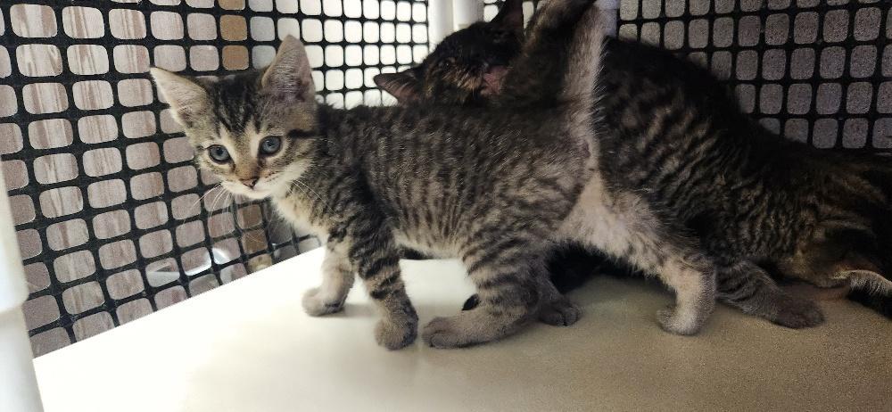 Kitten 27598 (Mary) — thumbnail 4