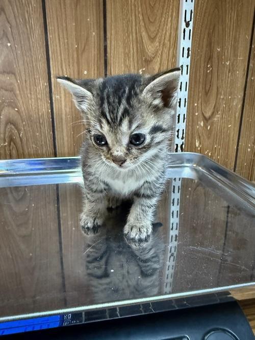 Kitten 27598 (Mary) — thumbnail 5