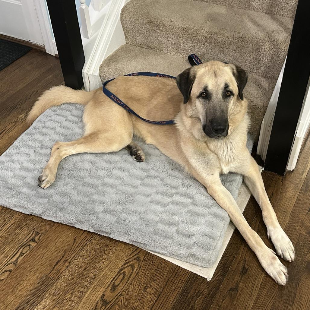 Enlarge Ralph, a Adoptable Anatolian Shepherd in Richmond, VA image 3/5