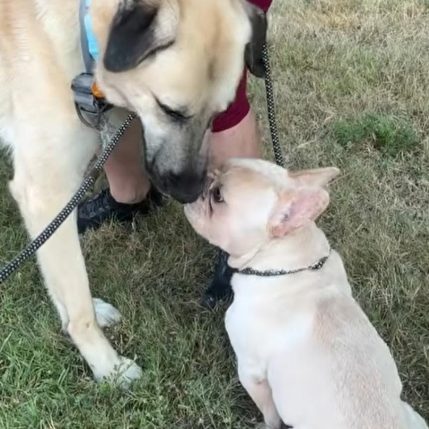 Enlarge Ralph, a Adoptable Anatolian Shepherd in Richmond, VA image 4/5