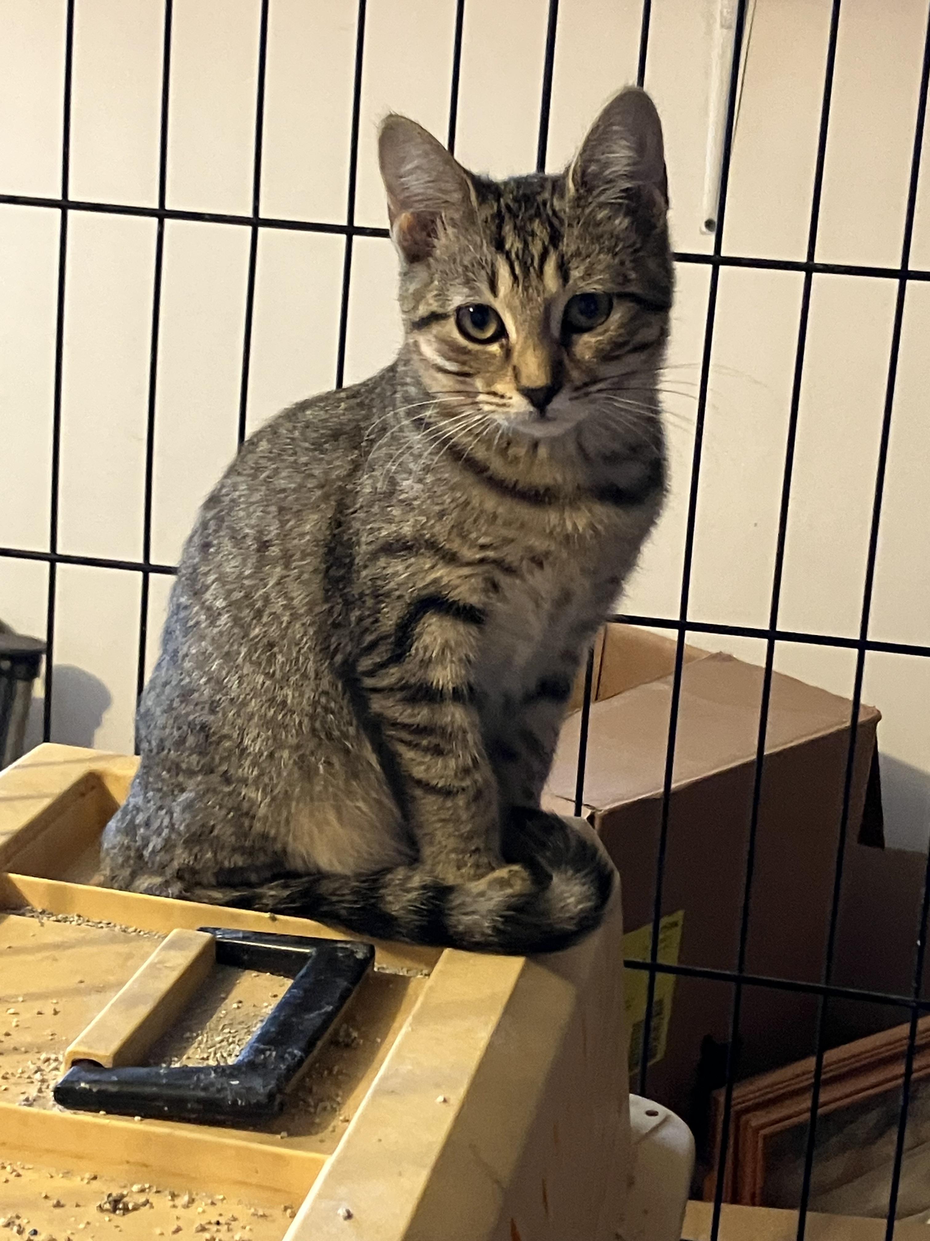 Courtesy Kitties, Adoptable, Young Female Domestic Short Hair.
