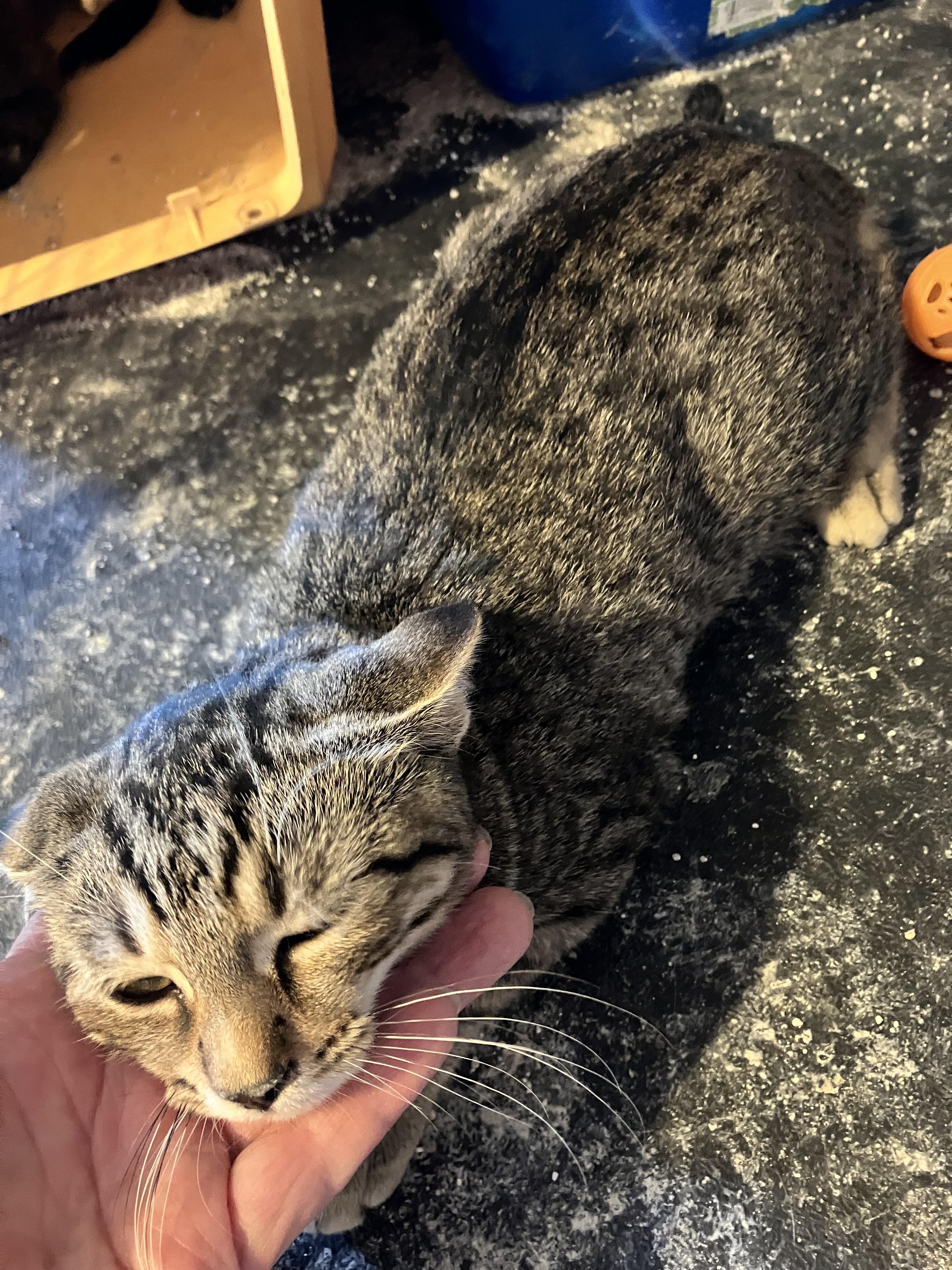 Courtesy Kitties, a Adoptable Domestic Short Hair in Uvalde, TX image 2/6