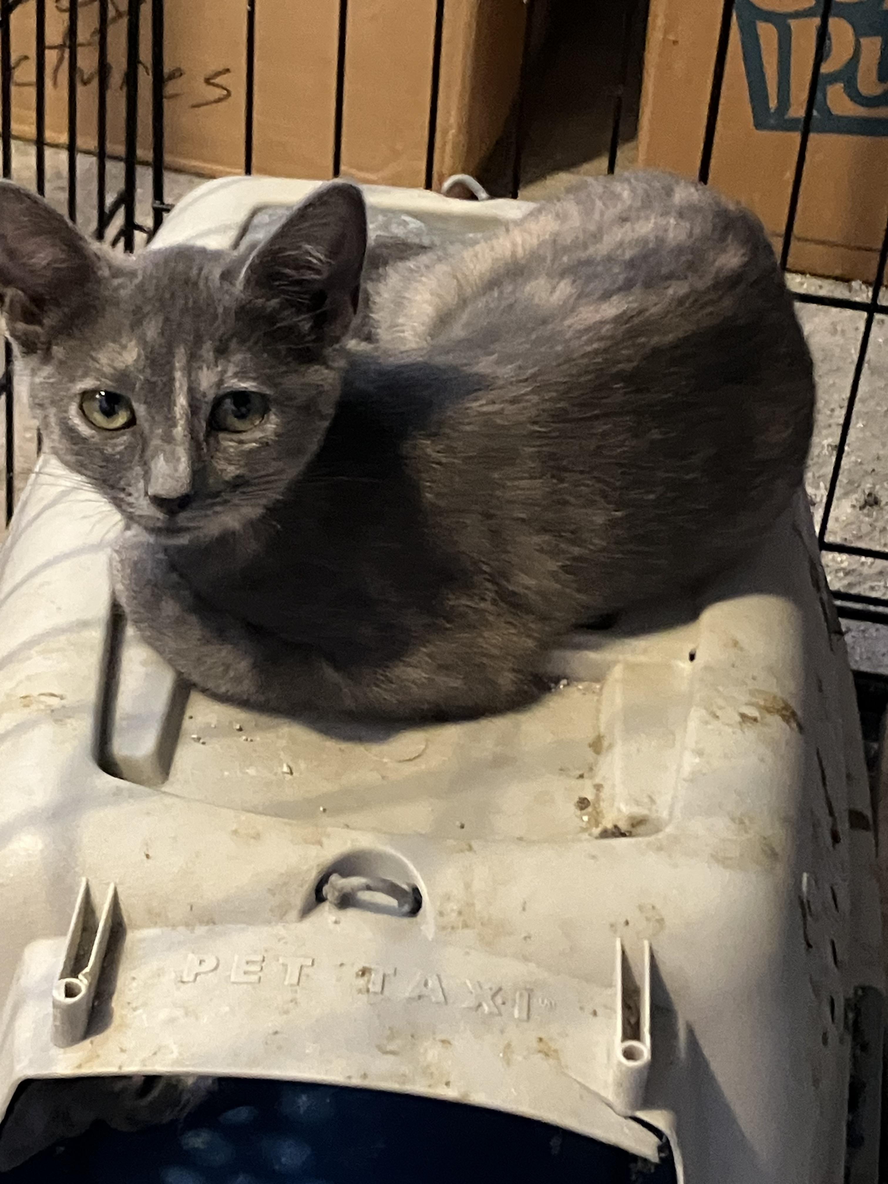 Courtesy Kitties, a Adoptable Domestic Short Hair in Uvalde, TX image 3/6