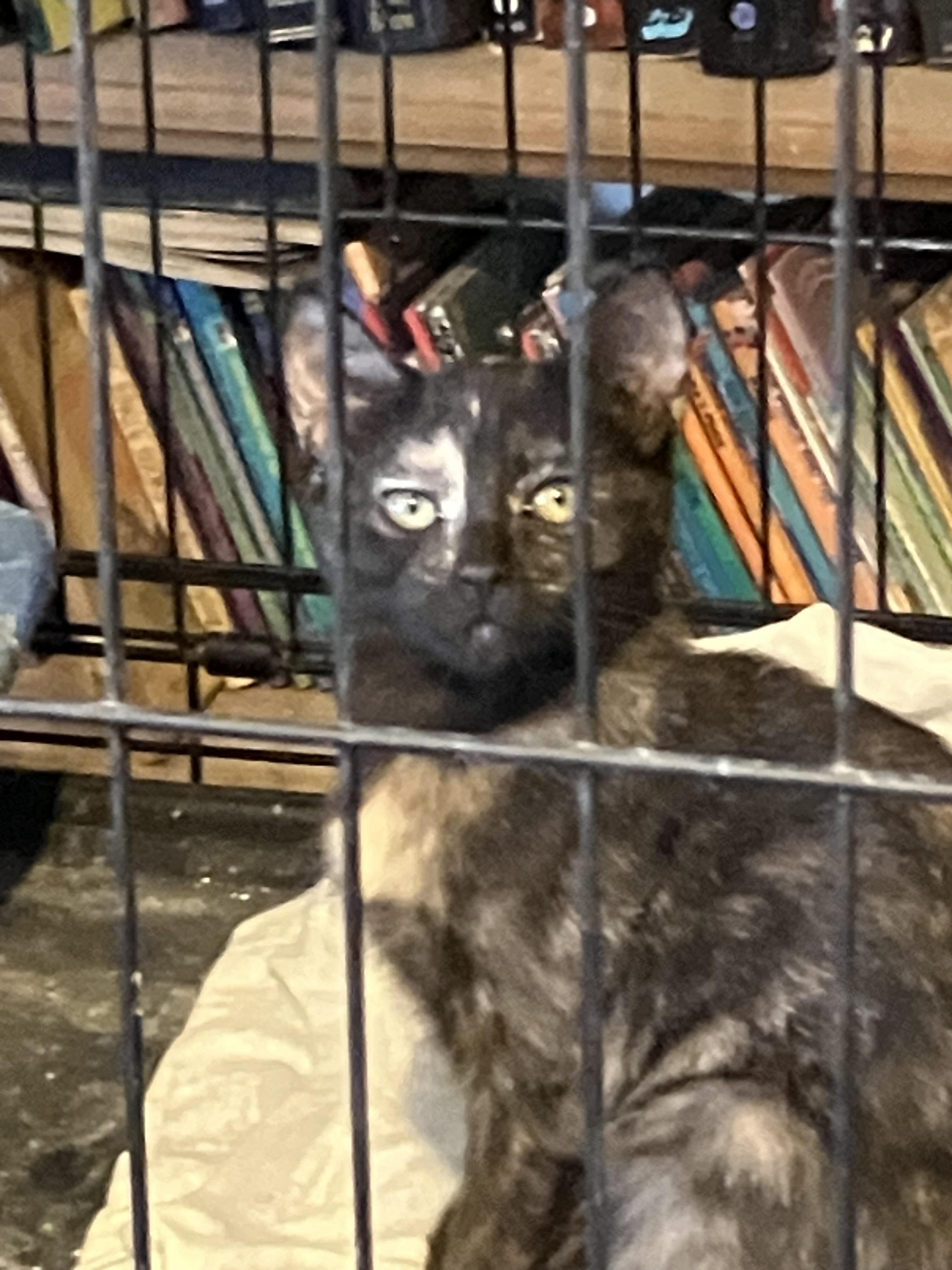 Courtesy Kitties, a Adoptable Domestic Short Hair in Uvalde, TX image 4/6