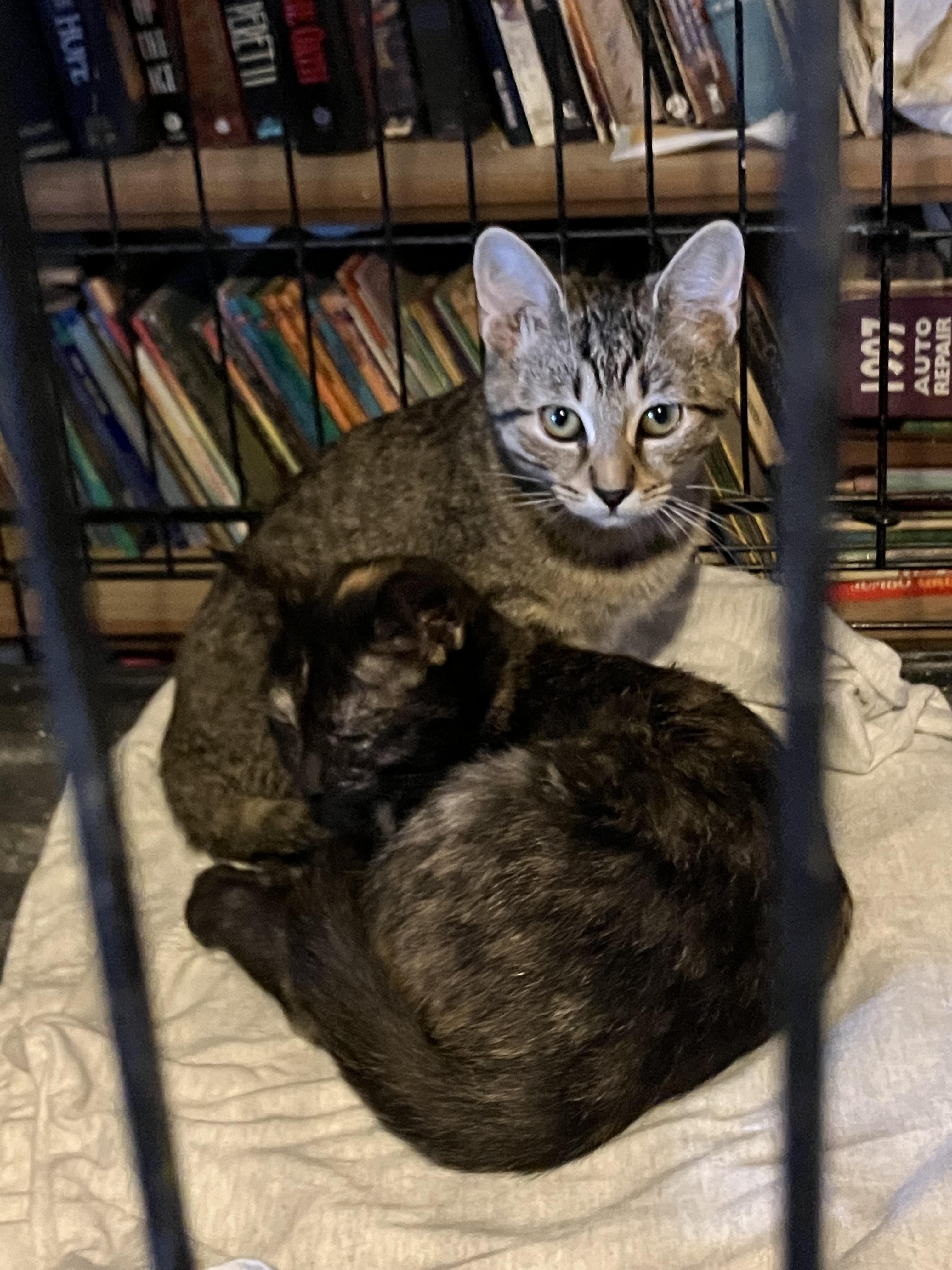 Courtesy Kitties
