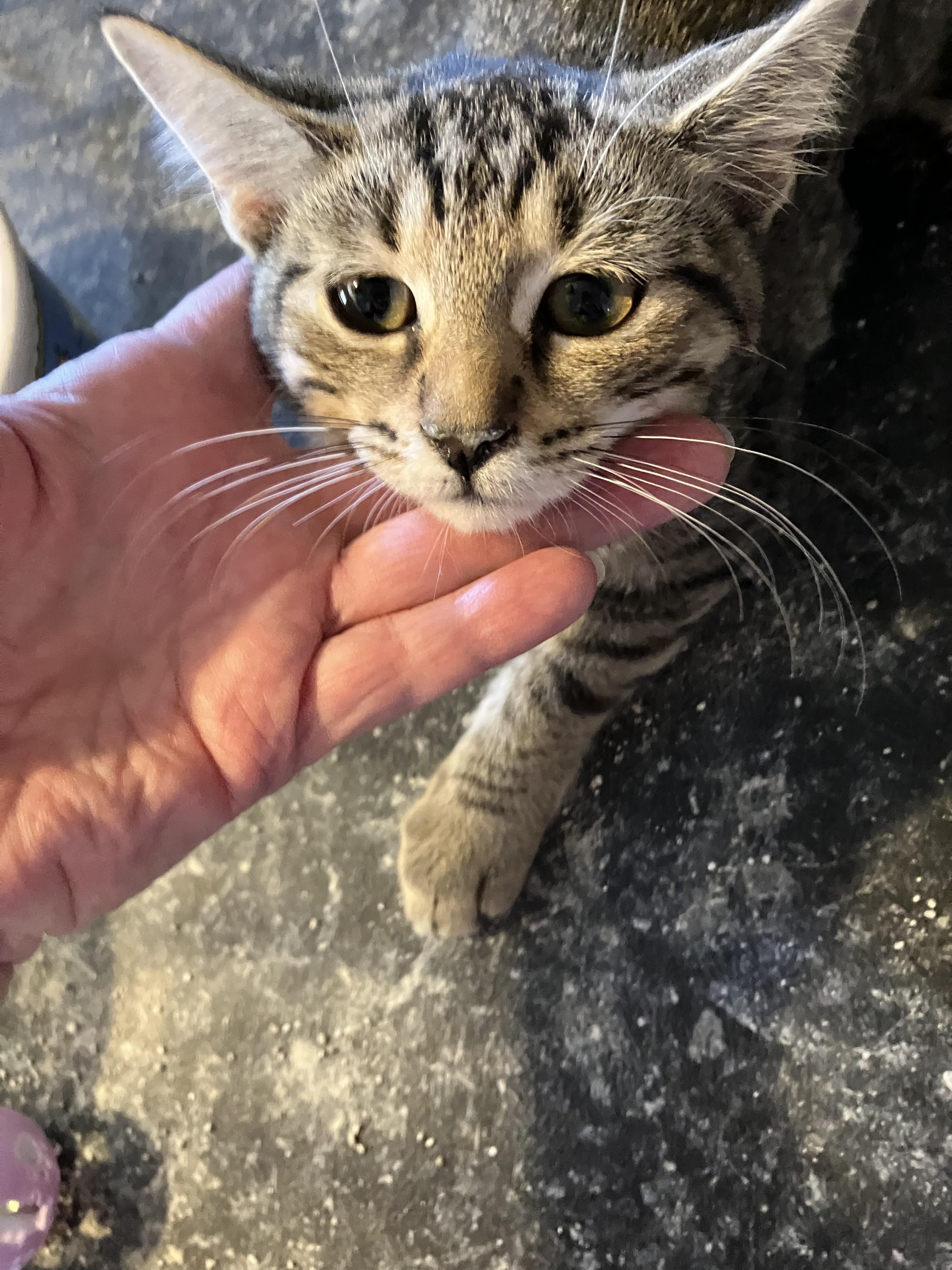 Courtesy Kitties