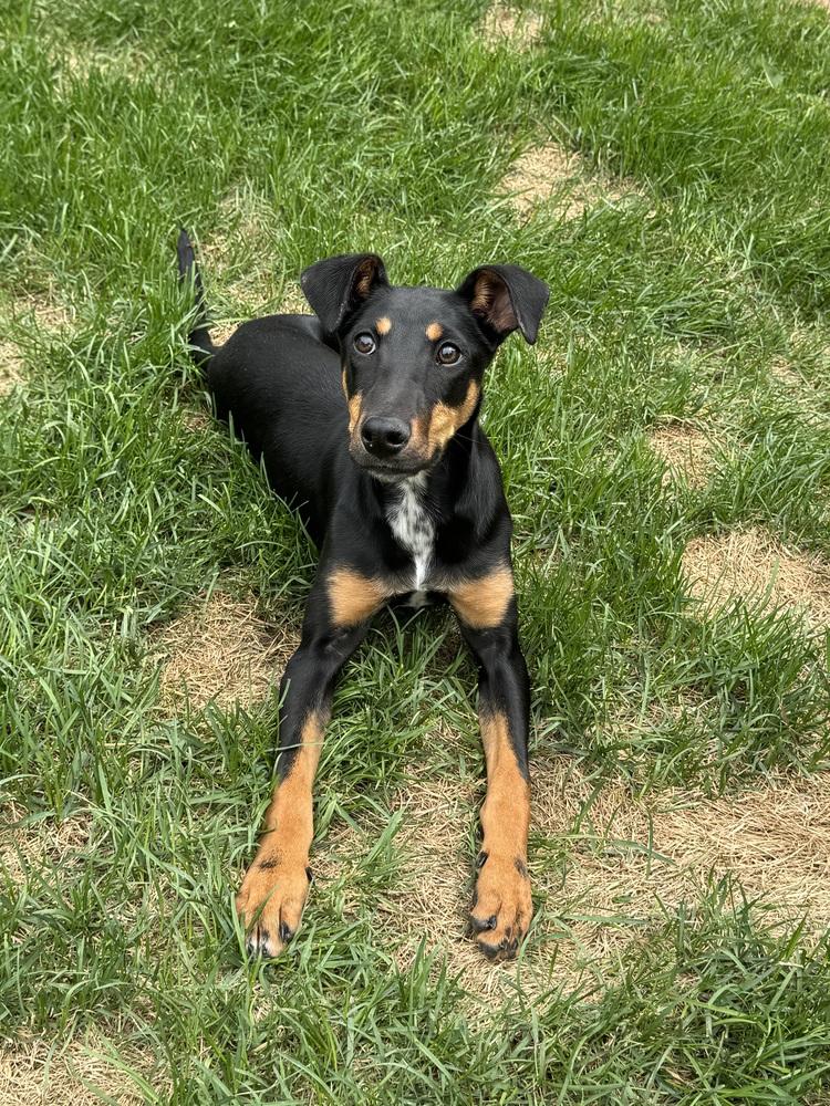 Penny, Adoptable, Adult Female Doberman Pinscher.