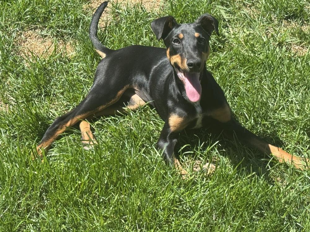 Penny, a Adoptable mixed breed in Lafayette, CO image 2/2