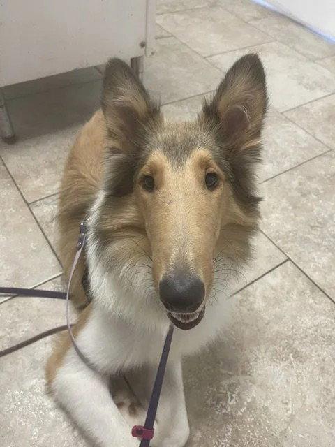 Morgan, Adoptable, Young Female Collie.