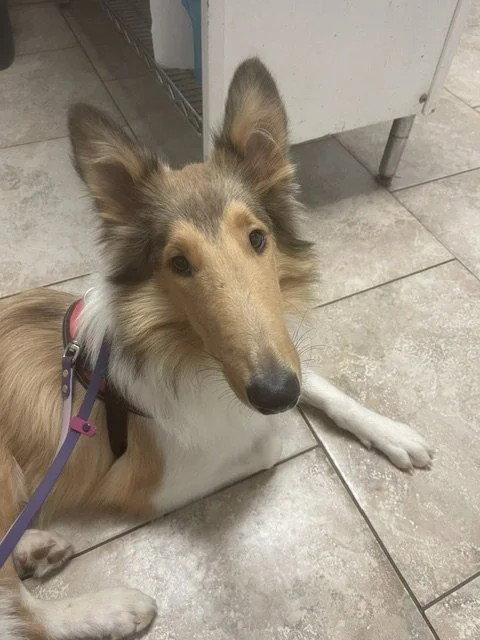 Enlarge Morgan, a Adoptable Collie in Dublin, OH image 2/2