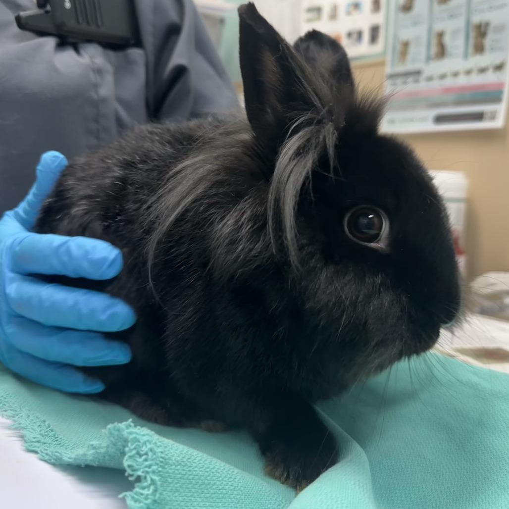 Enlarge BETTY, a Adoptable Lionhead in Tacoma, WA image 1/1