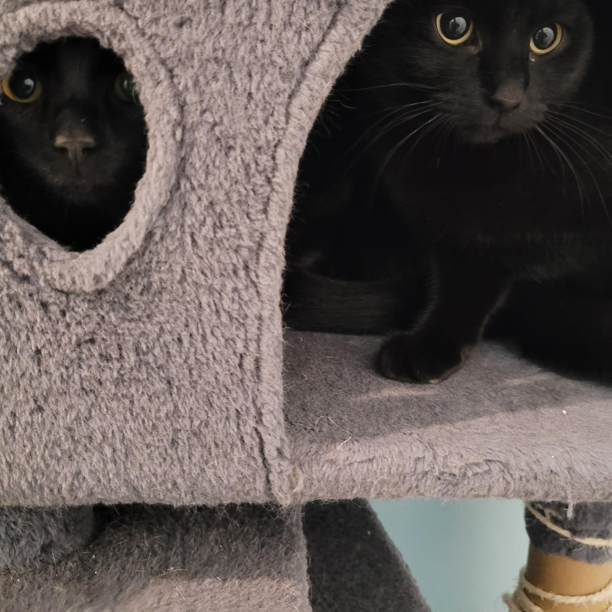 Enlarge Recchi, a Adoptable Domestic Short Hair in Maple Shade, NJ image 1/4