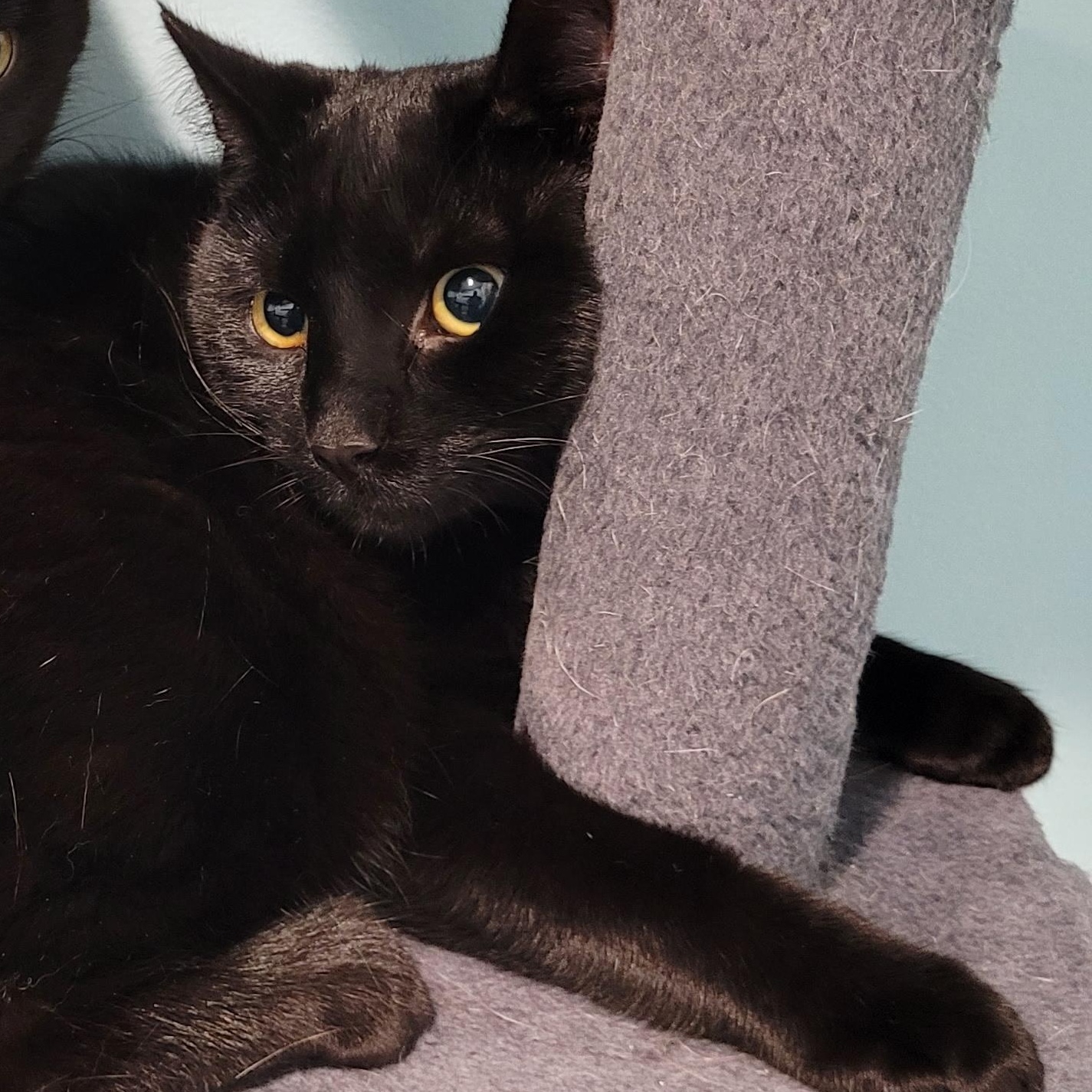 Enlarge Recchi, a Adoptable Domestic Short Hair in Maple Shade, NJ image 2/4