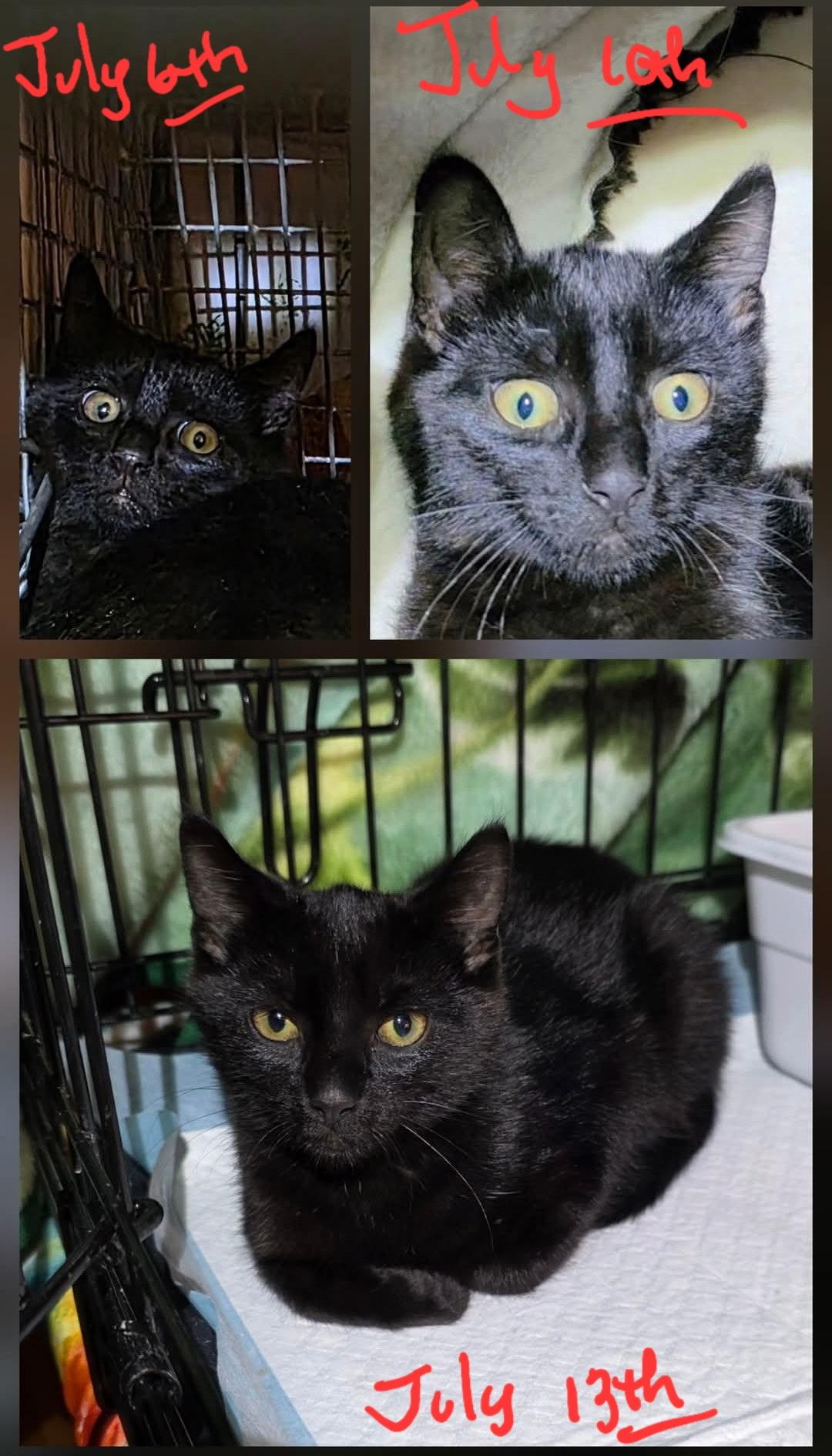 Enlarge Recchi, a Adoptable Domestic Short Hair in Maple Shade, NJ image 3/4