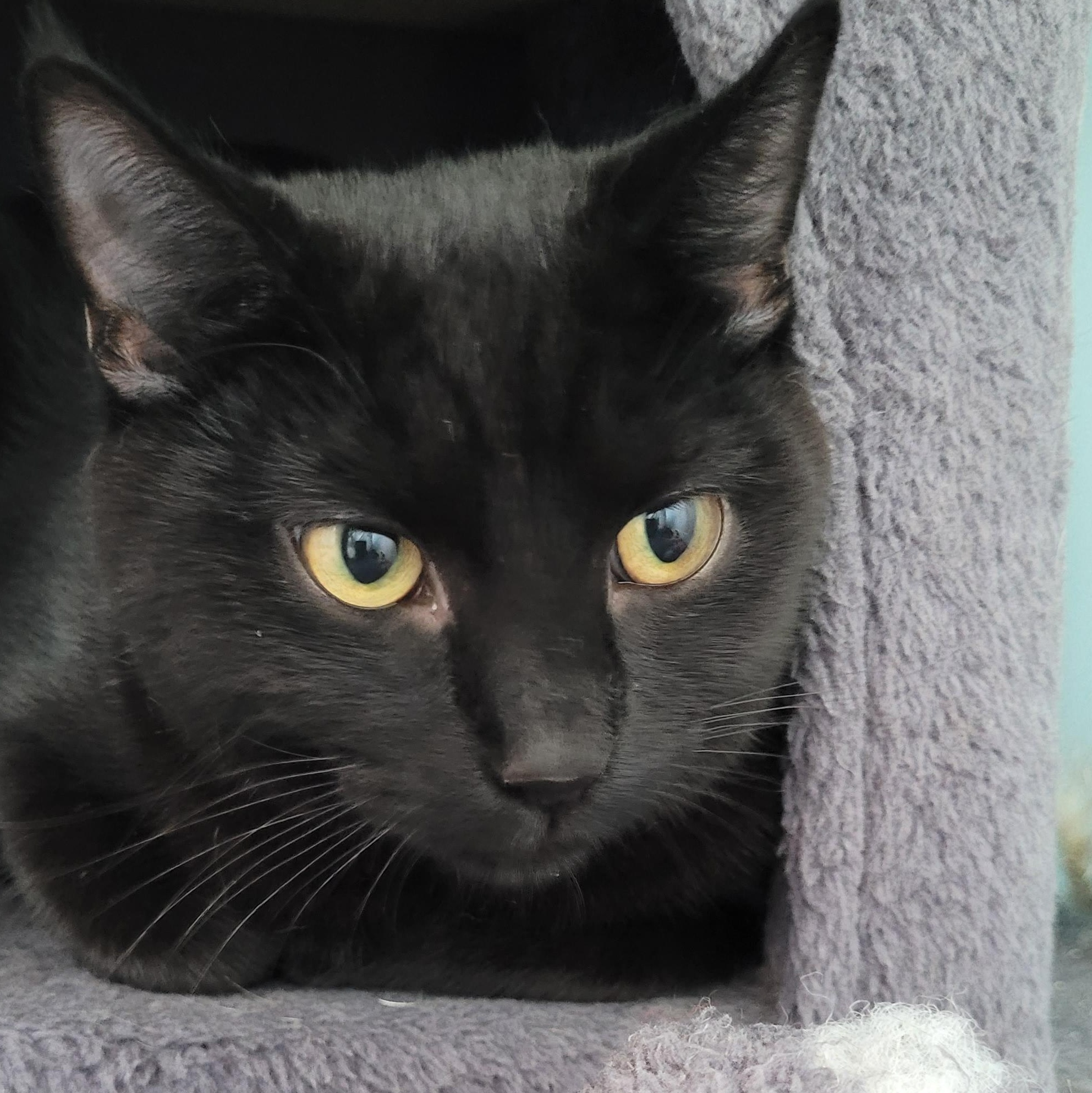 Enlarge Recchi, a Adoptable Domestic Short Hair in Maple Shade, NJ image 4/4