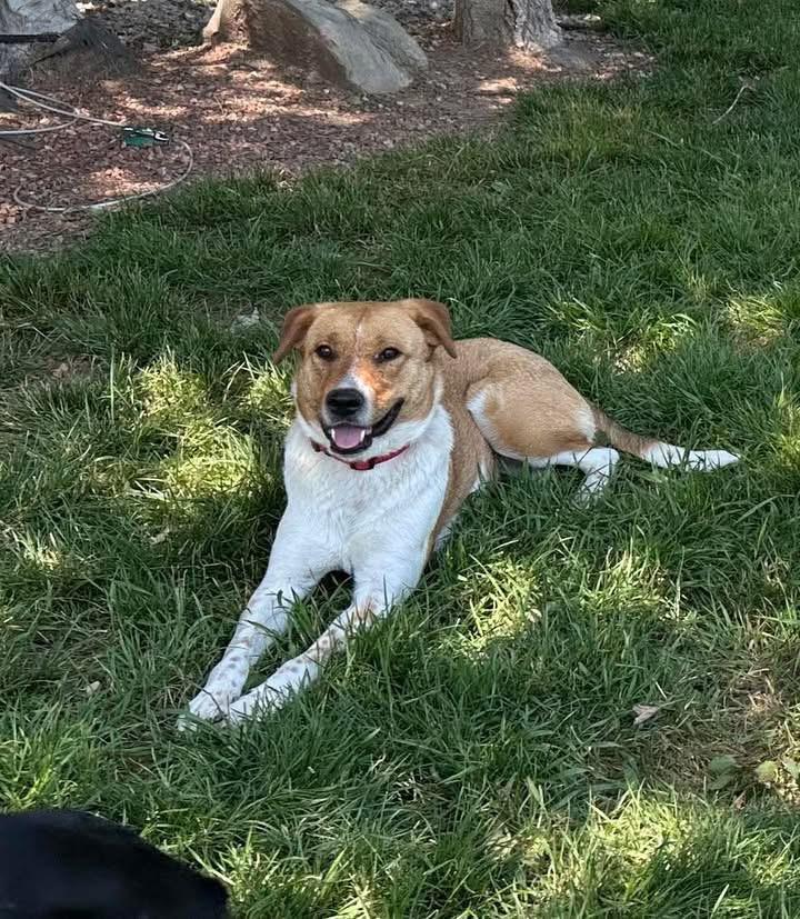Sissy, an adoptable Australian Cattle Dog / Blue Heeler, Mixed Breed in Wilsall, MT, 59086 | Photo Image 4