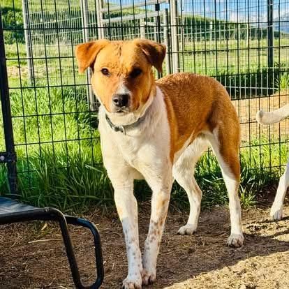 Sissy, an adoptable Australian Cattle Dog / Blue Heeler, Mixed Breed in Wilsall, MT, 59086 | Photo Image 1