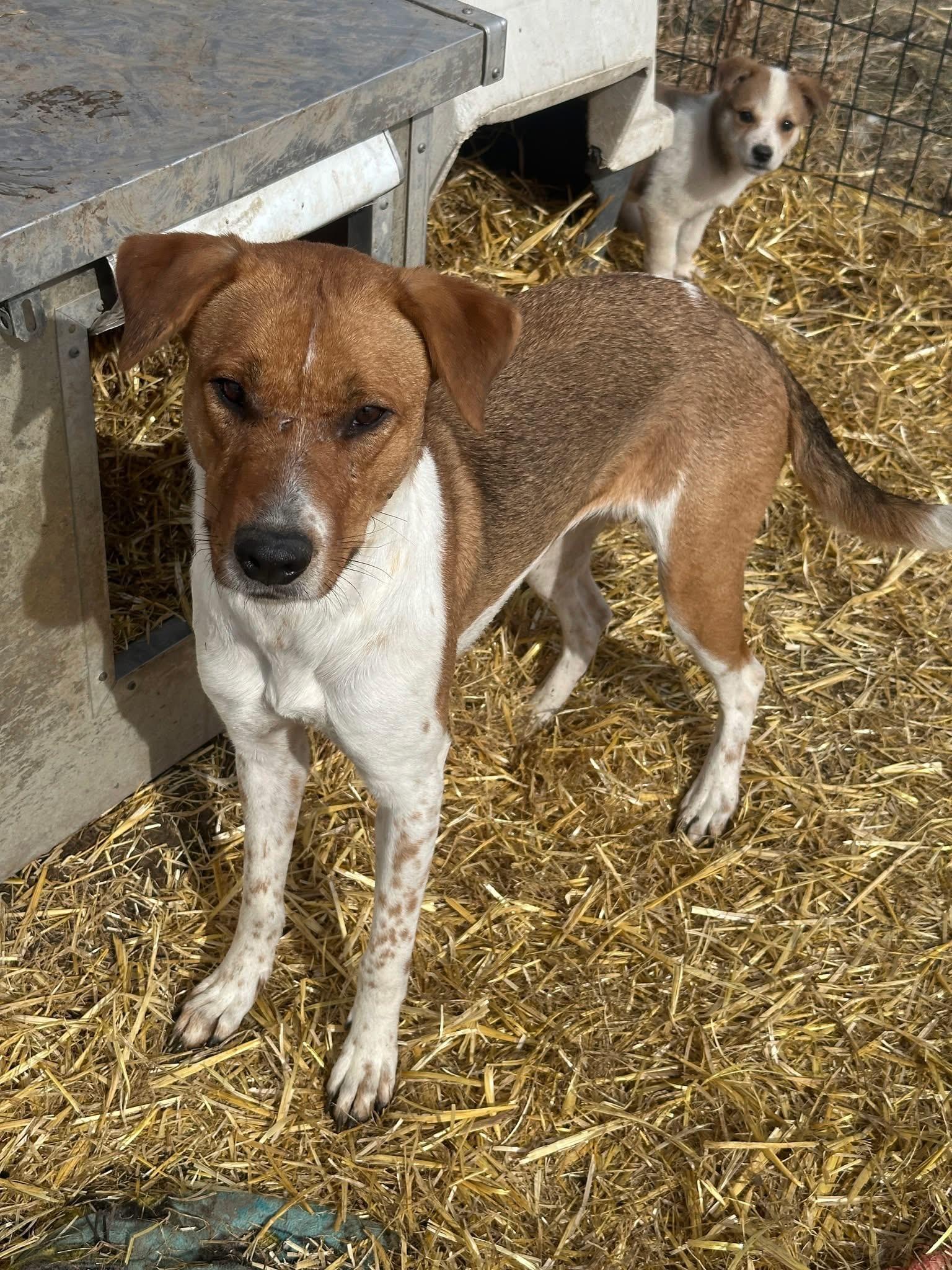 Sissy, an adoptable Australian Cattle Dog / Blue Heeler, Mixed Breed in Wilsall, MT, 59086 | Photo Image 3