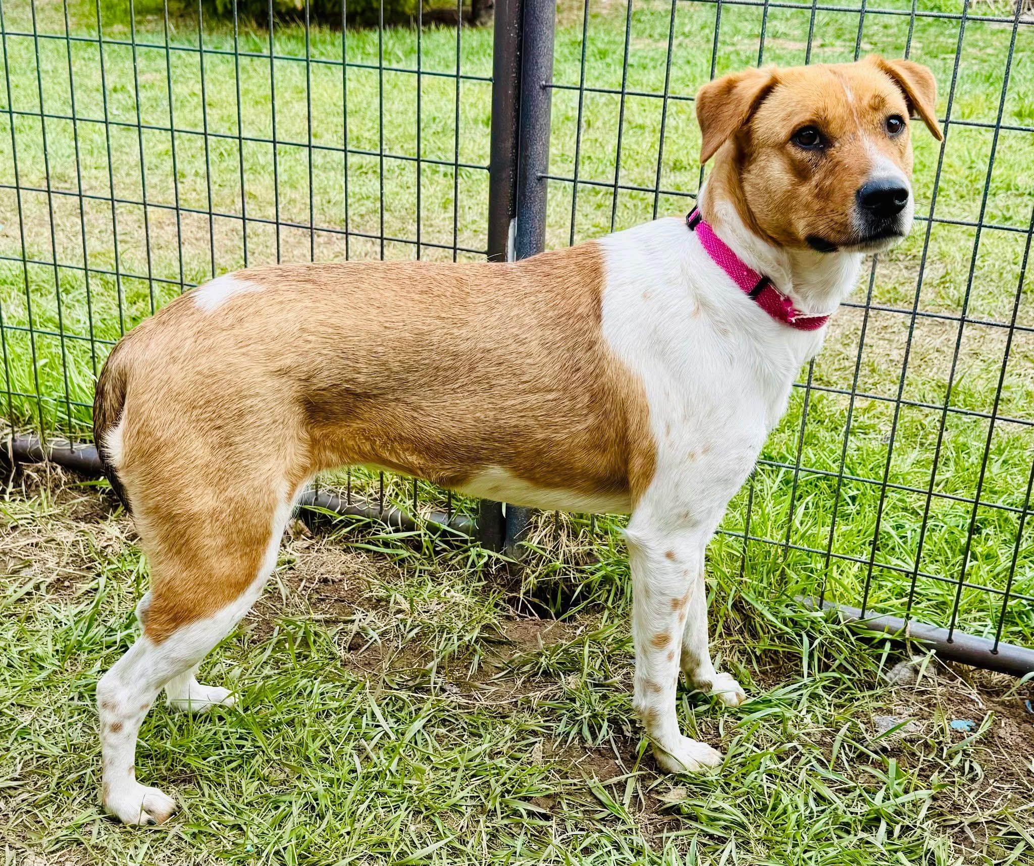 Sissy, an adoptable Australian Cattle Dog / Blue Heeler, Mixed Breed in Wilsall, MT, 59086 | Photo Image 2