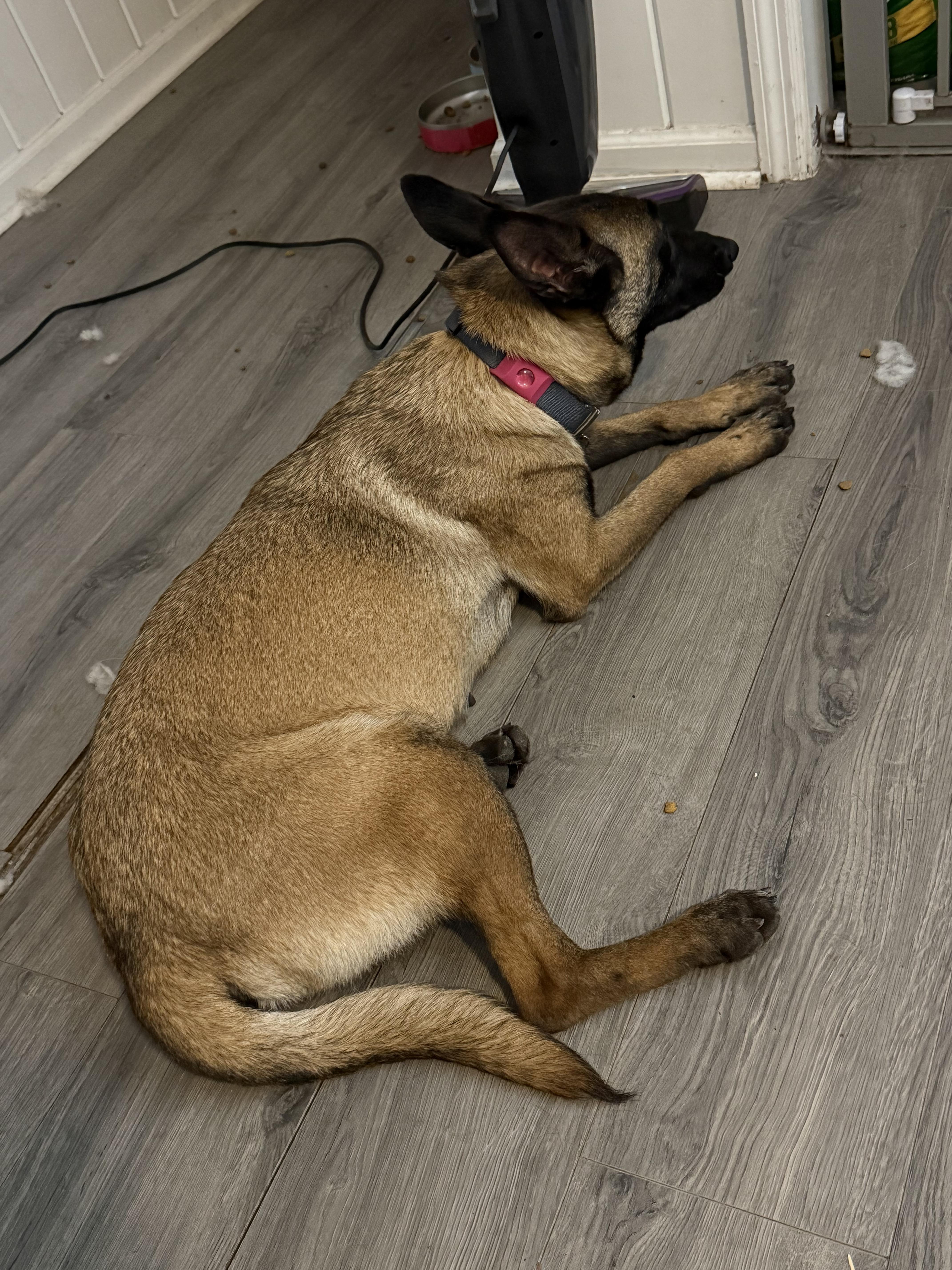 Eadie, a ADOPTABLE Belgian Shepherd / Malinois in Folkston, GA image 2/5