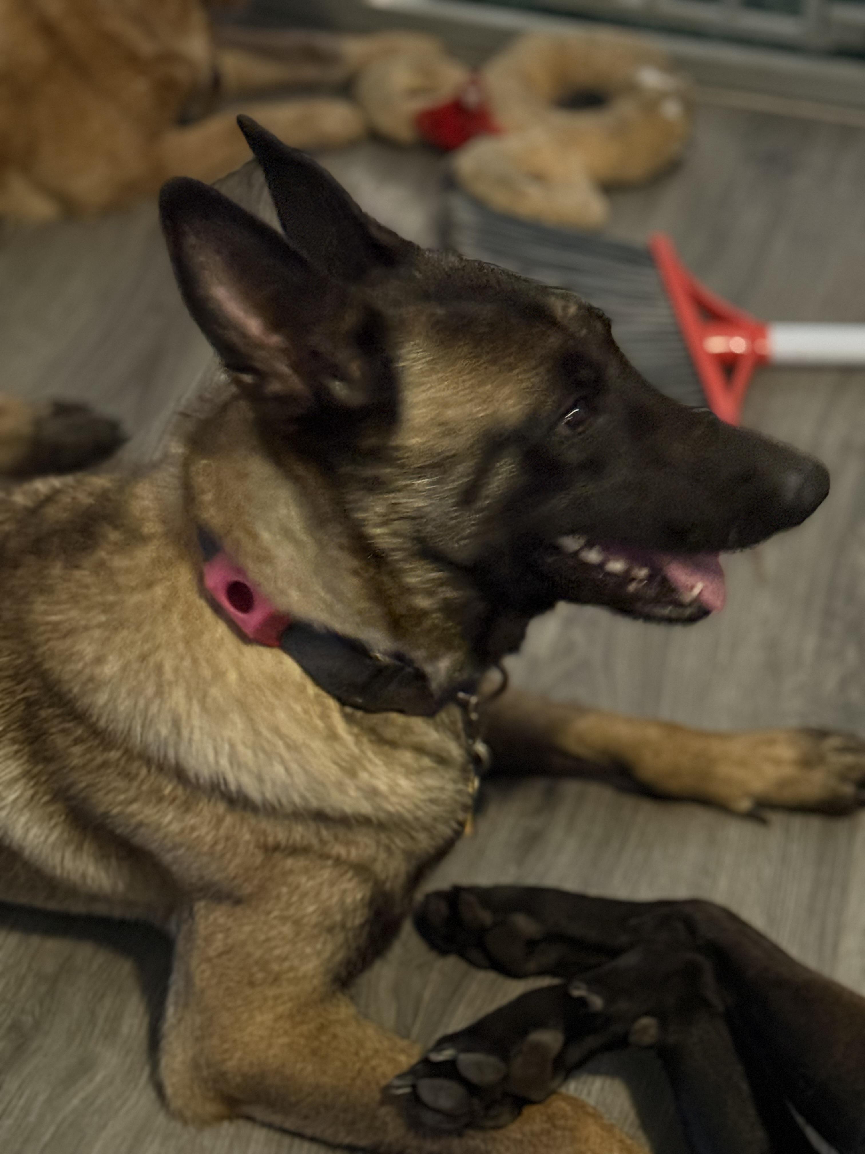 Eadie, a ADOPTABLE Belgian Shepherd / Malinois in Folkston, GA image 4/5