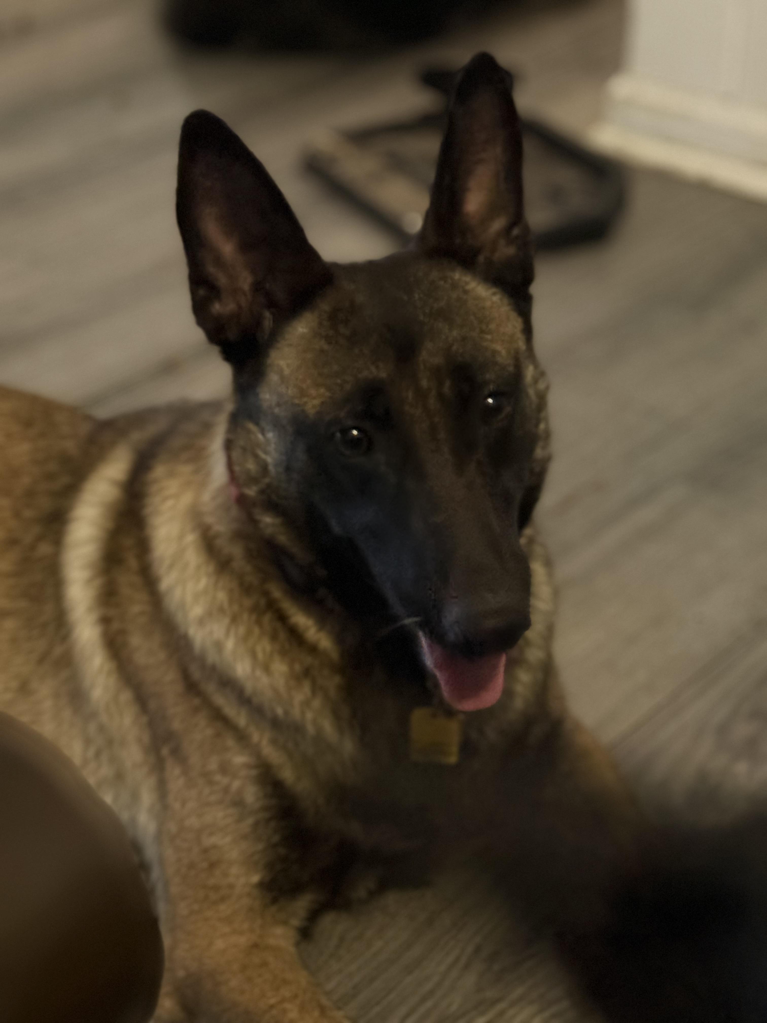 Eadie, a ADOPTABLE Belgian Shepherd / Malinois in Folkston, GA image 1/5