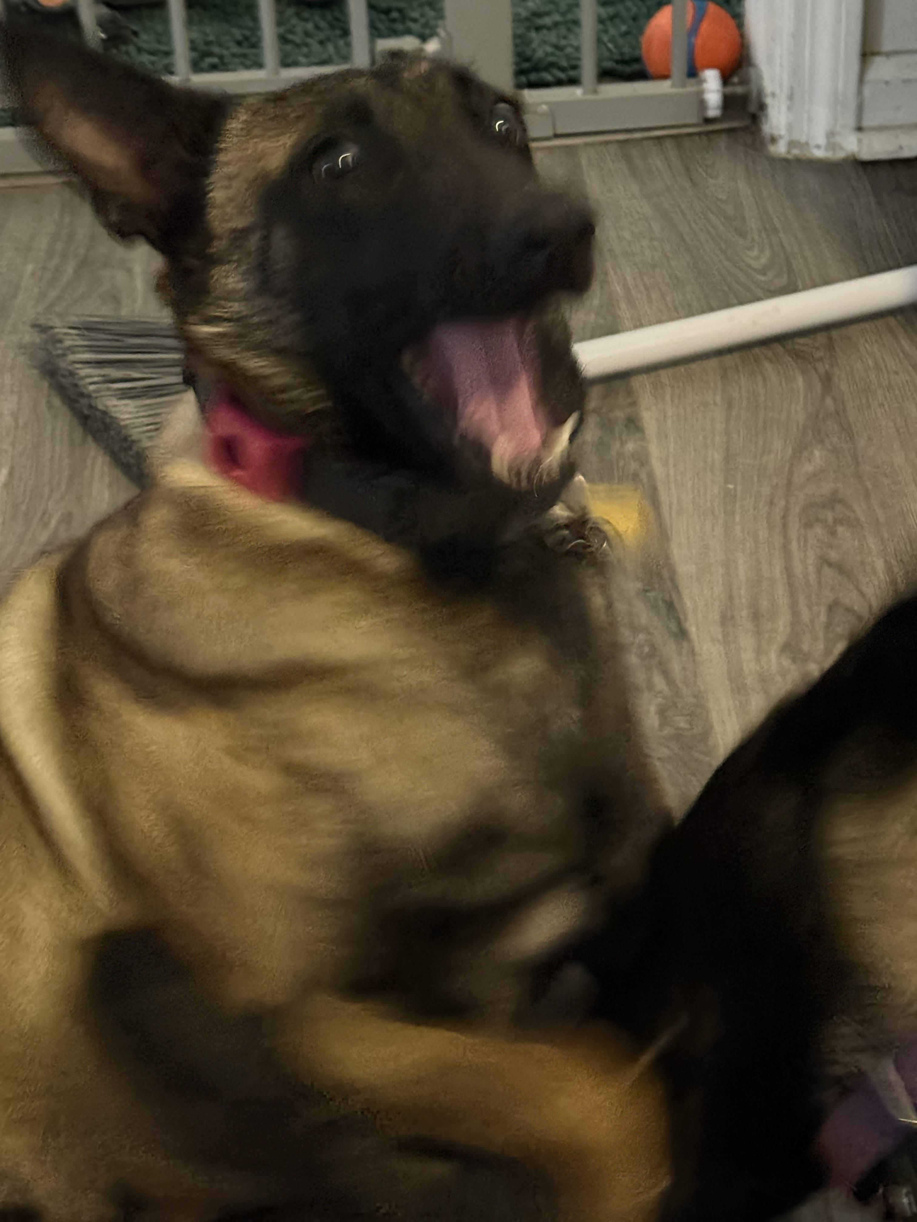 Eadie, a ADOPTABLE Belgian Shepherd / Malinois in Folkston, GA image 5/5